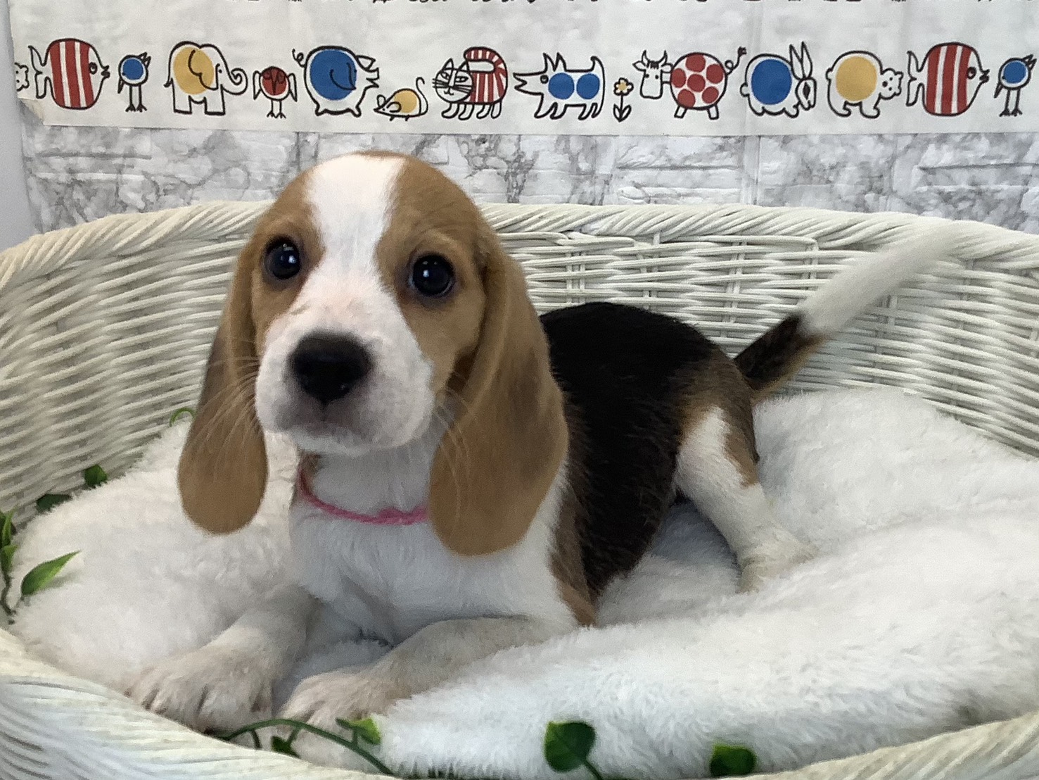 静岡県のビーグル (マルエスペット島田店/2025年9月8日生まれ/女の子/ブラックタンホワイト)の子犬の3枚目の画像