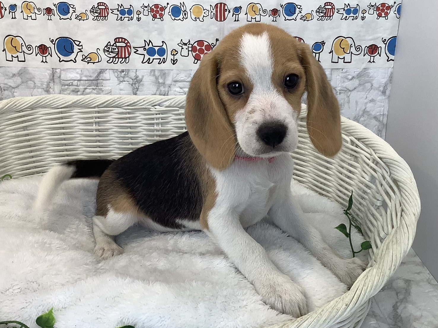 静岡県のビーグル (マルエスペット島田店/2025年9月8日生まれ/女の子/ブラックタンホワイト)の子犬の2枚目の画像