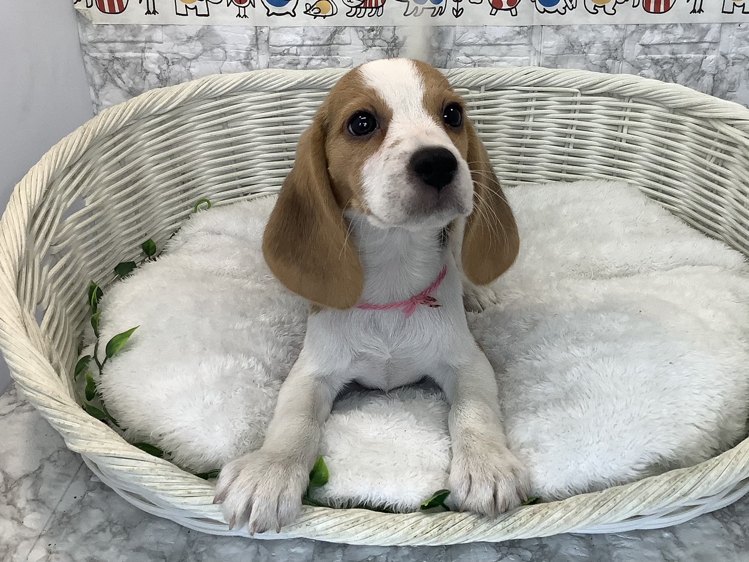 静岡県のビーグル (マルエスペット島田店/2025年9月8日生まれ/女の子/ブラックタンホワイト)の子犬の1枚目の画像