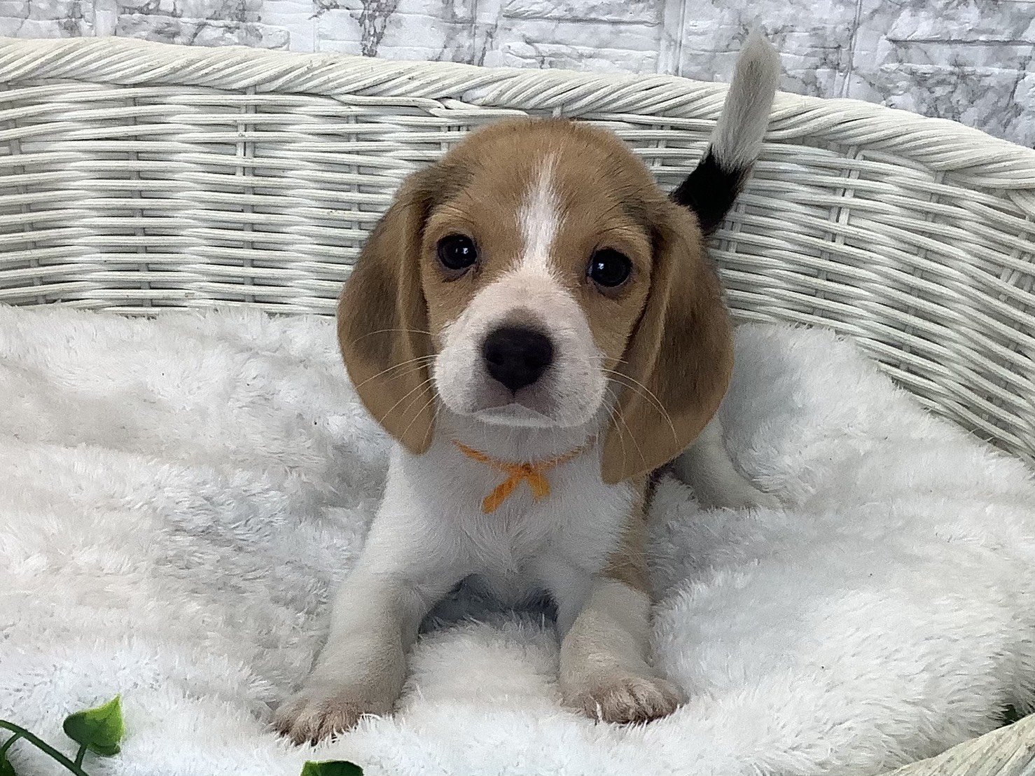 奈良県のビーグル (マルエスペット はんな店/2025年9月8日生まれ/女の子/ブラックタンホワイト)の子犬の1枚目の画像