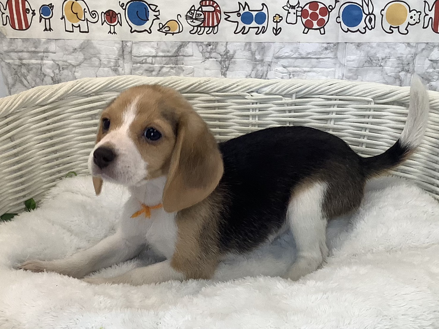 奈良県のビーグル (マルエスペット はんな店/2025年9月8日生まれ/女の子/ブラックタンホワイト)の子犬の3枚目の画像