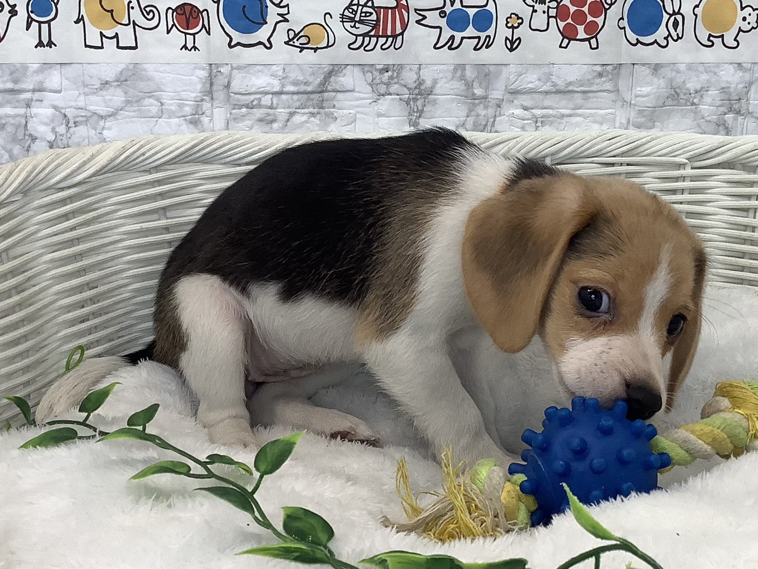 奈良県のビーグル (マルエスペット はんな店/2025年9月8日生まれ/女の子/ブラックタンホワイト)の子犬の2枚目の画像