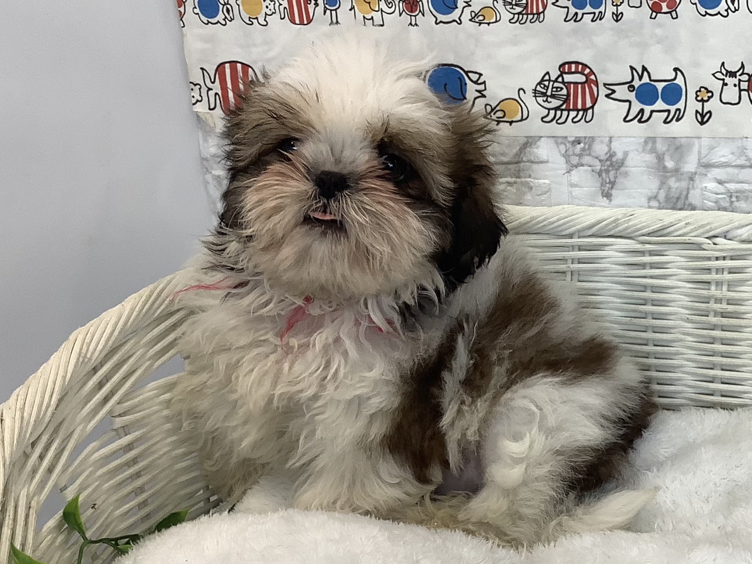 静岡県のシーズー (マルエスペット島田店/2025年9月5日生まれ/女の子/ゴールドホワイト)の子犬の3枚目の画像