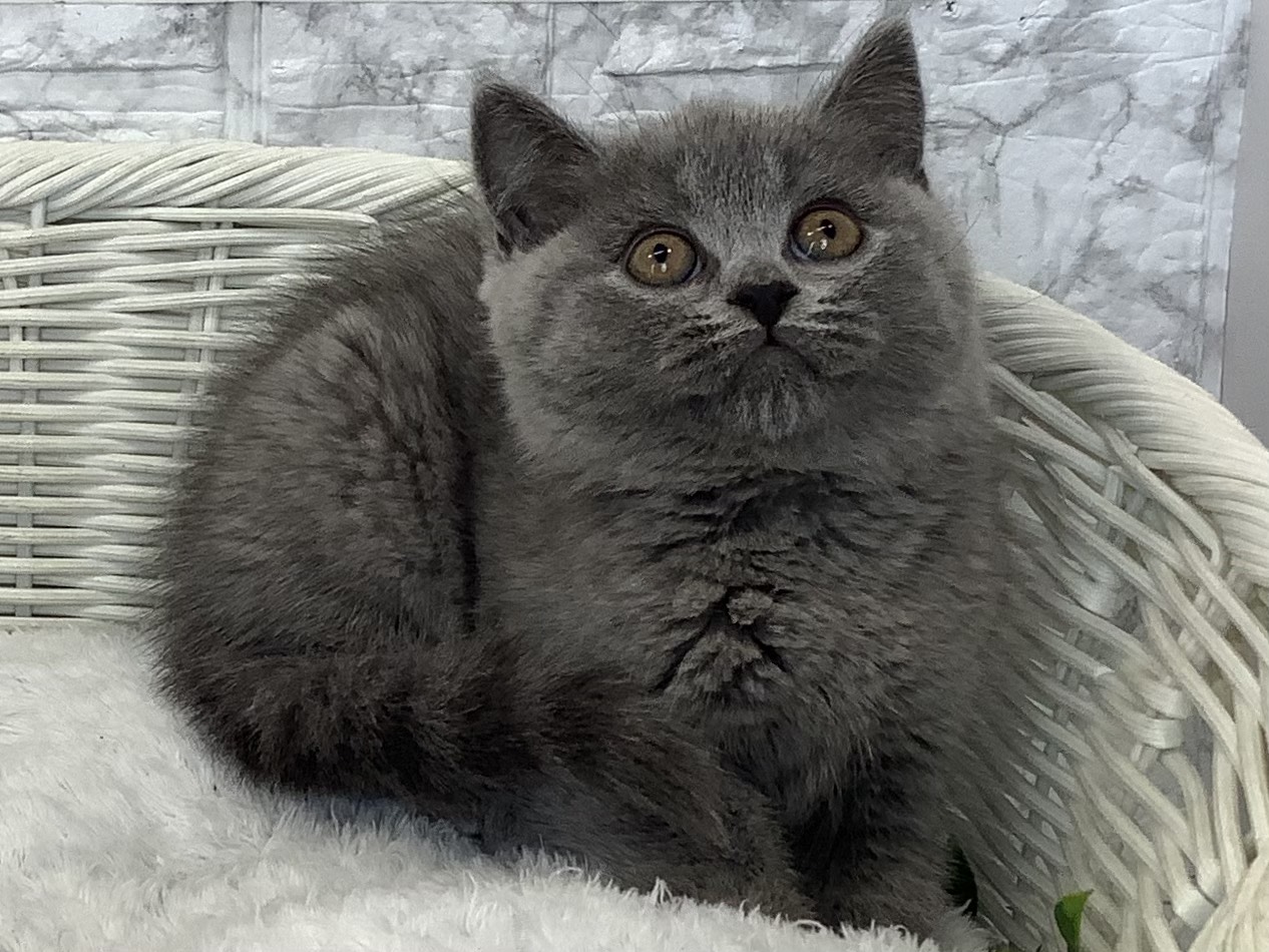 静岡県のブリティッシュショートヘアー (マルエスペット清水駒越店/2025年9月14日生まれ/男の子/ブルー)の子猫の2枚目の画像