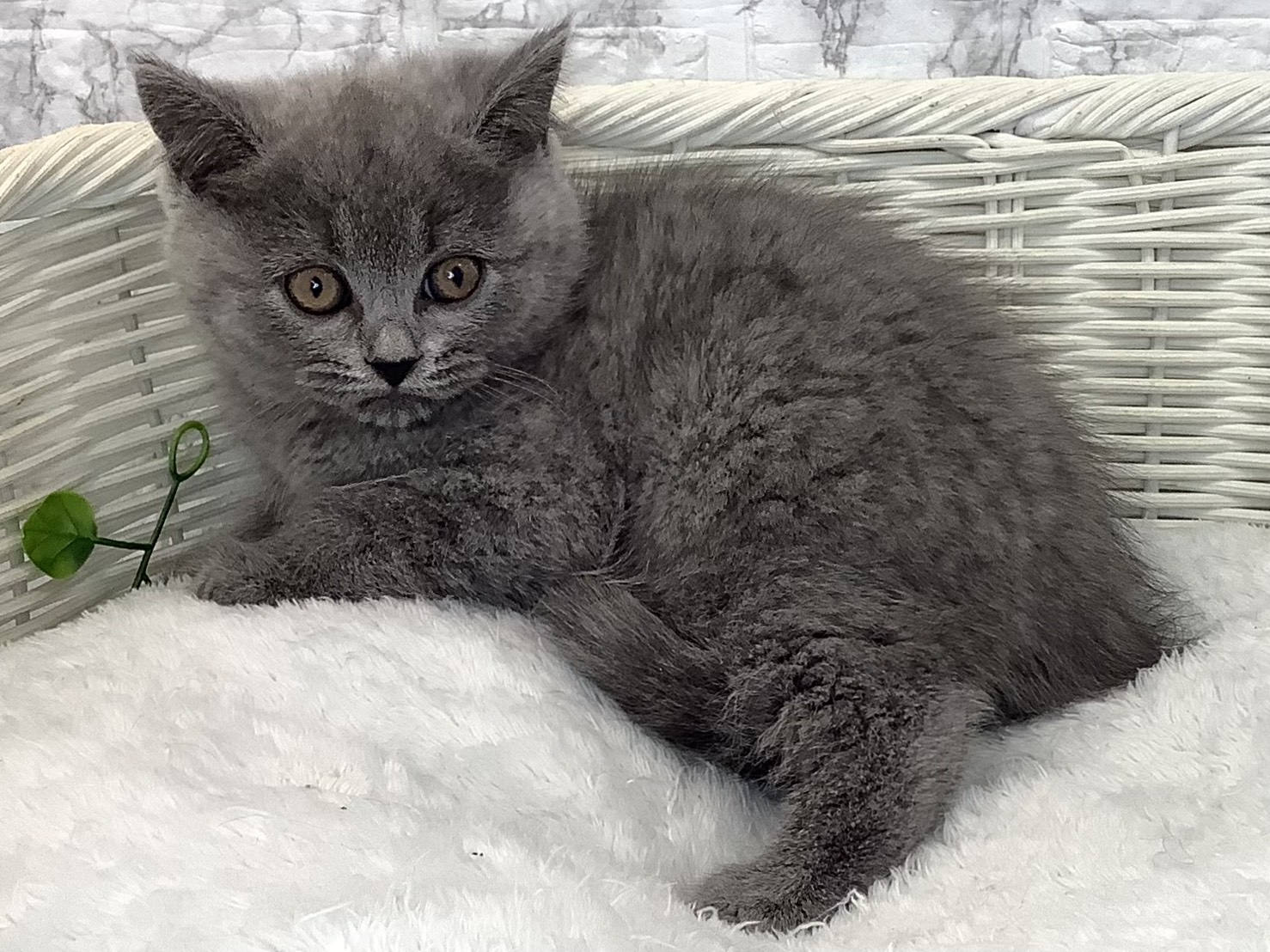 静岡県のブリティッシュショートヘアー (マルエスペット清水駒越店/2025年9月14日生まれ/男の子/ブルー)の子猫の3枚目の画像