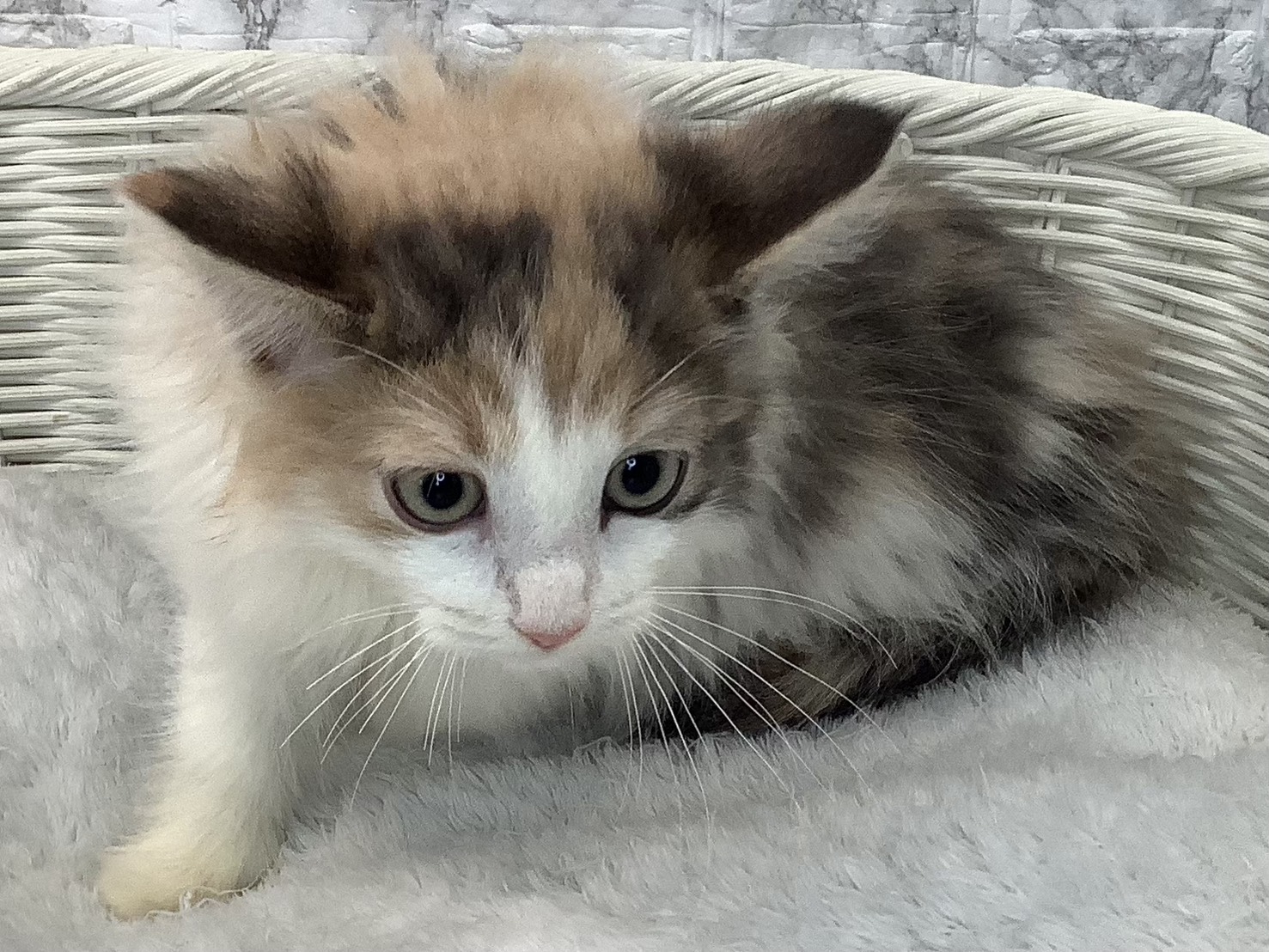 奈良県のノルウェージャンフォレストキャット (マルエスペット 奈良店/2025年9月10日生まれ/女の子/ブルーパッチドタビーホワイト)の子猫の1枚目の画像