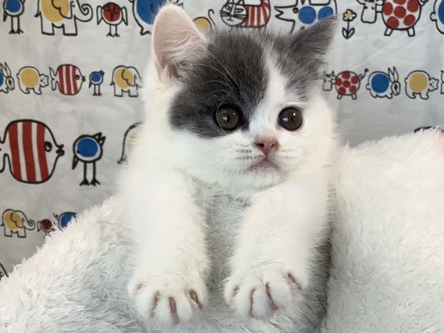 奈良県のブリティッシュショートヘアー (マルエスペット 富雄店/2025年9月14日生まれ/女の子/ブルーホワイト)の子猫の2枚目の画像