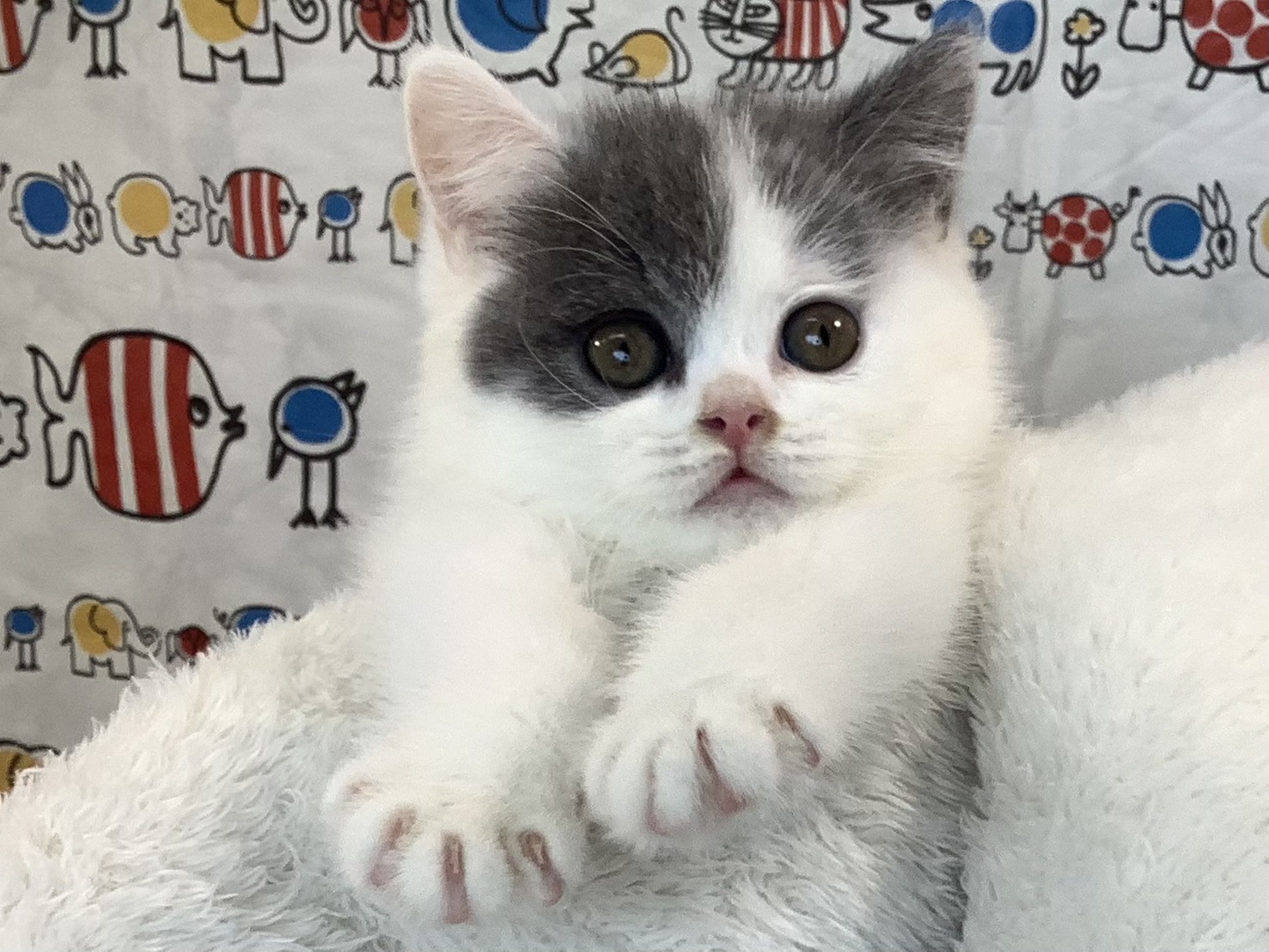 奈良県のブリティッシュショートヘアー (マルエスペット 富雄店/2025年9月14日生まれ/女の子/ブルーホワイト)の子猫の1枚目の画像