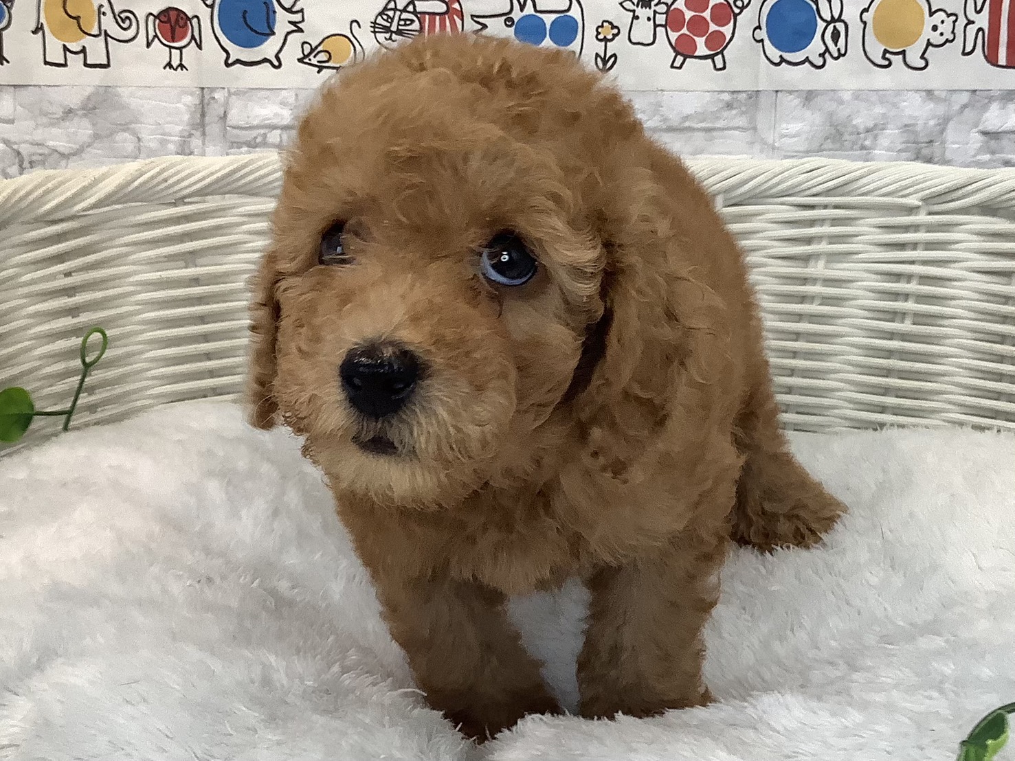 奈良県のトイプードル(トイ) (マルエスペット いかるが店/2025年9月13日生まれ/男の子/レッド)の子犬の1枚目の画像