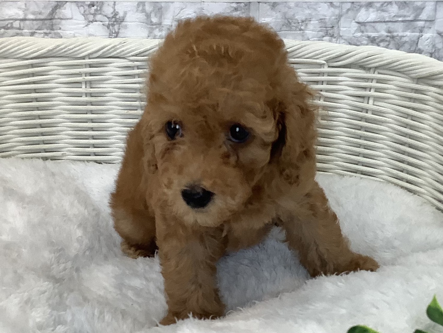 奈良県のトイプードル(トイ) (マルエスペット いかるが店/2025年9月13日生まれ/男の子/レッド)の子犬の2枚目の画像