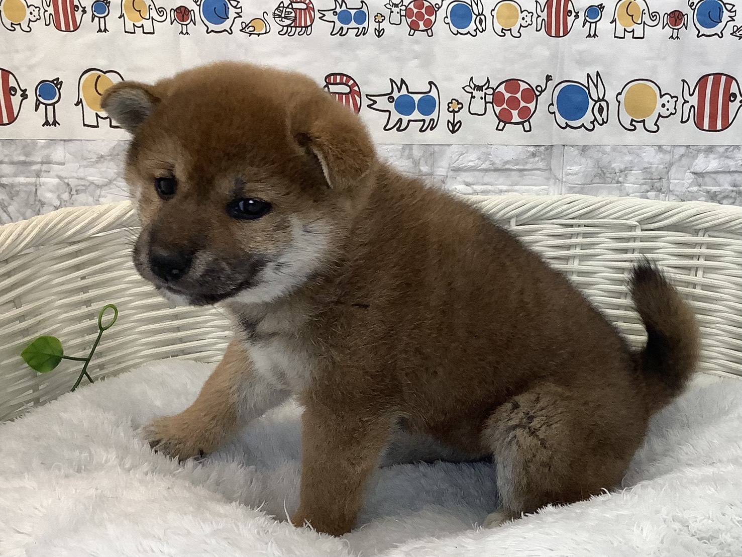 静岡県の柴犬(標準サイズ) (マルエスペット富士店/2025年9月14日生まれ/女の子/赤)の子犬の3枚目の画像