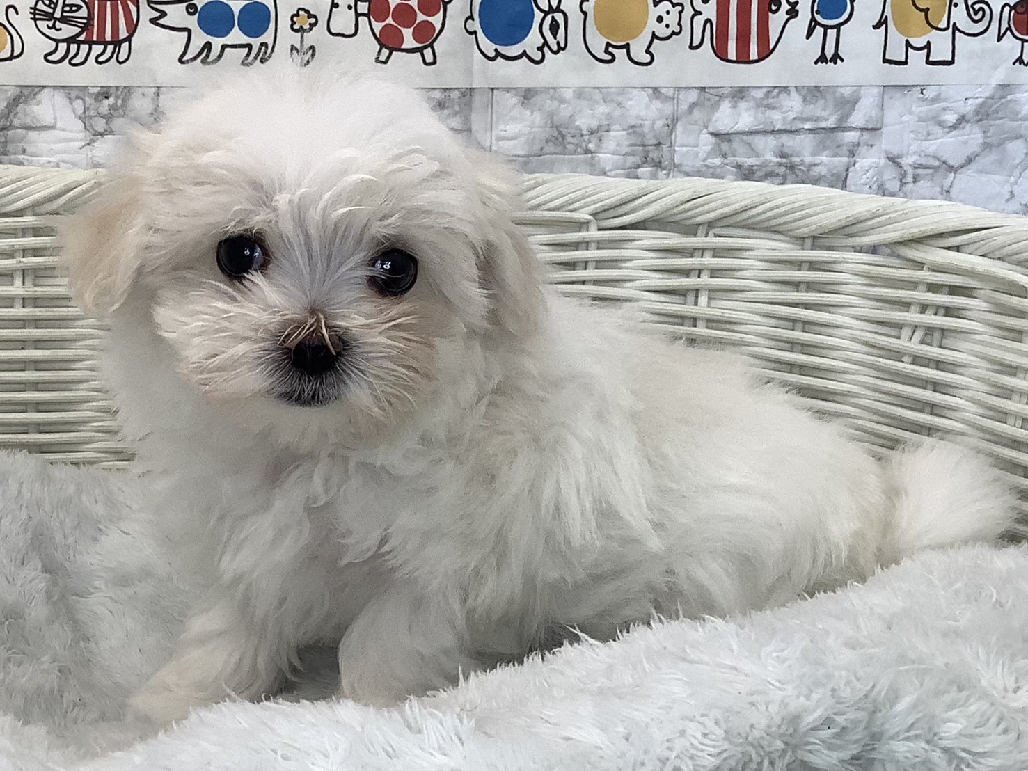 千葉県のマルチーズ (マルエスペット千鳥町店/2025年9月14日生まれ/女の子/ホワイト)の子犬の3枚目の画像