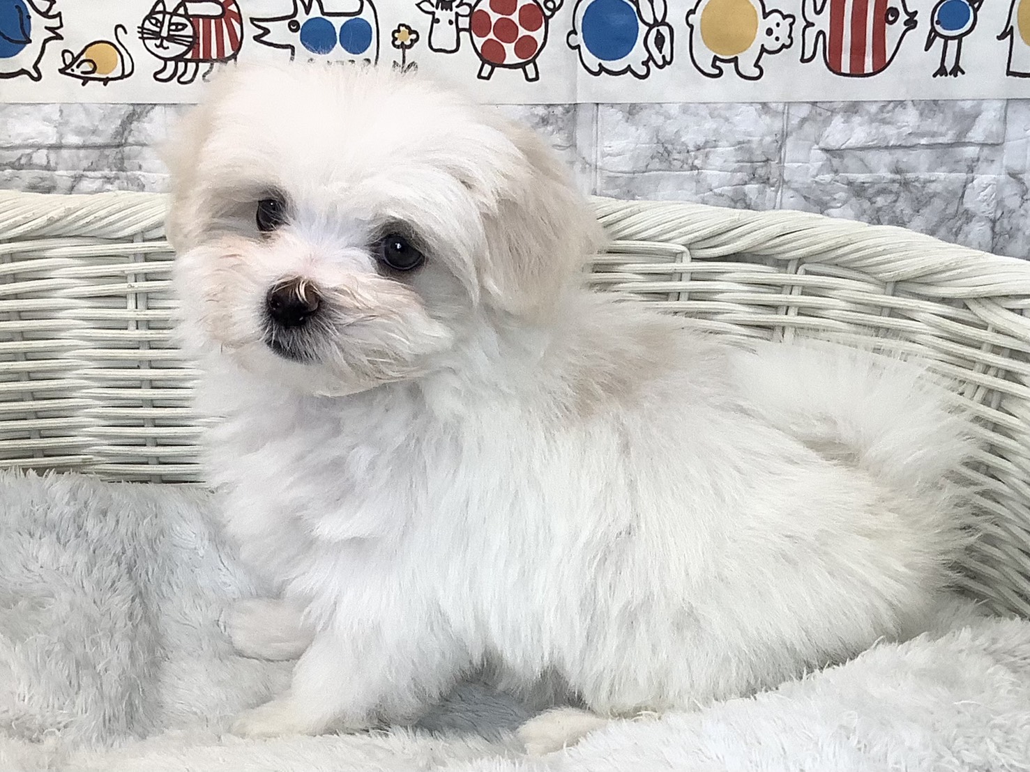 静岡県のマルチーズ (マルエスペット富士店/2025年9月14日生まれ/男の子/ホワイト)の子犬の3枚目の画像