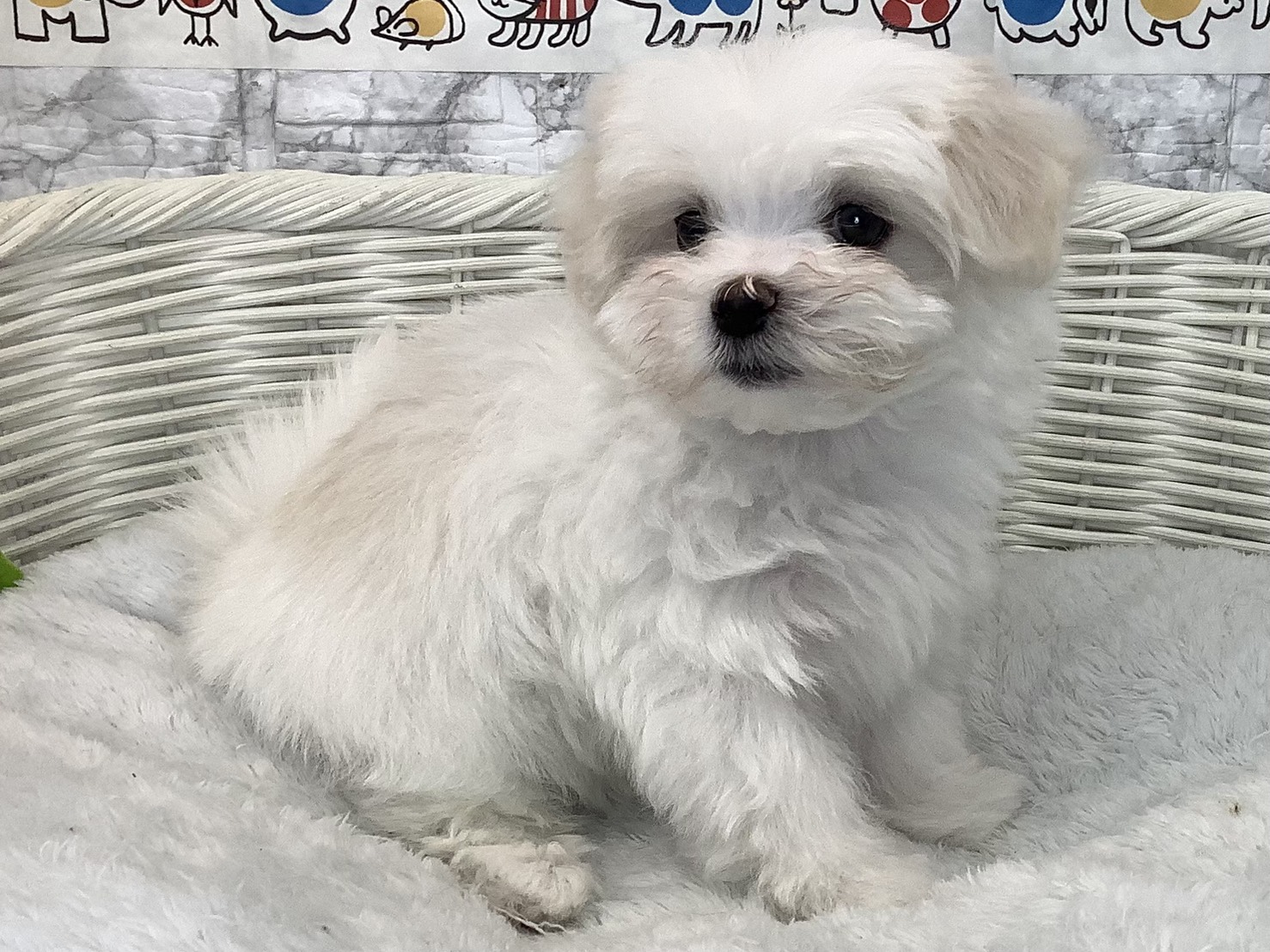 静岡県のマルチーズ (マルエスペット富士店/2025年9月14日生まれ/男の子/ホワイト)の子犬の2枚目の画像