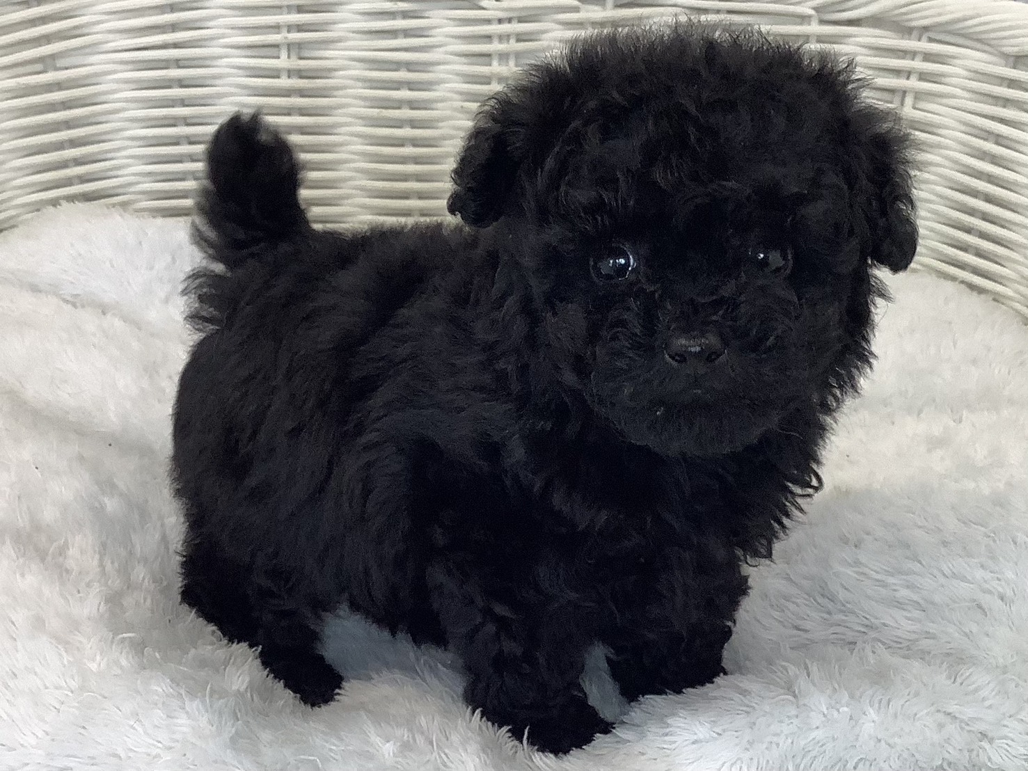奈良県のトイプードル(トイ) (マルエスペット はんな店/2025年9月13日生まれ/男の子/ブラック)の子犬の2枚目の画像
