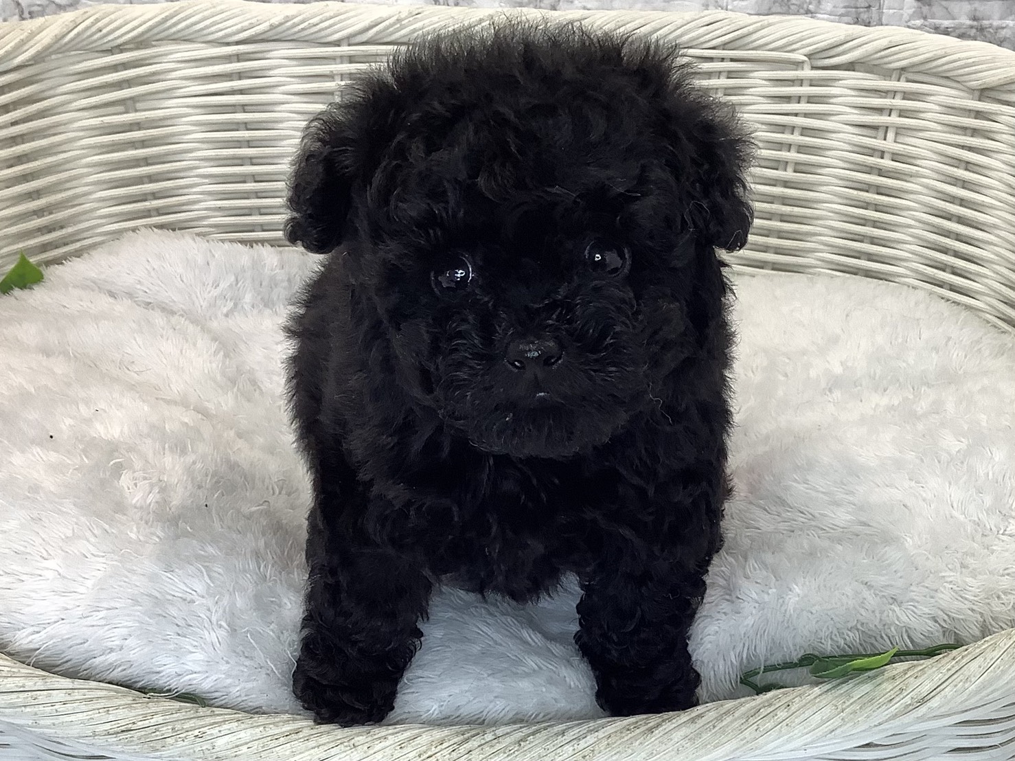 奈良県のトイプードル(トイ) (マルエスペット はんな店/2025年9月13日生まれ/男の子/ブラック)の子犬の1枚目の画像