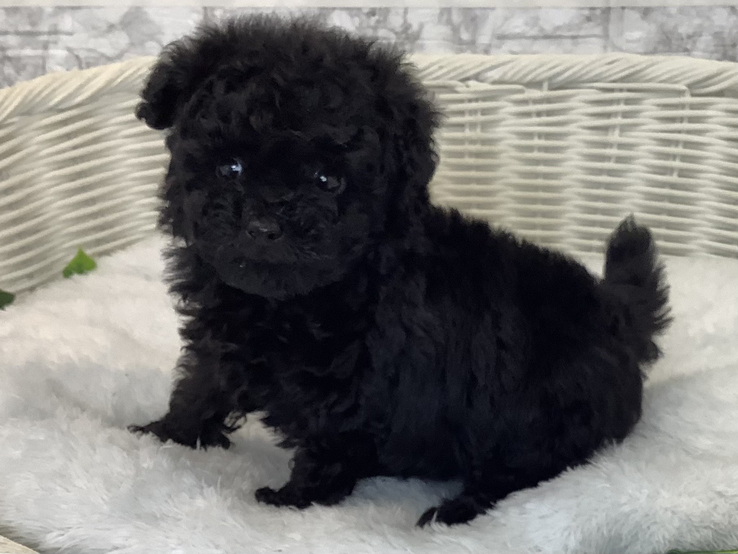 奈良県のトイプードル(トイ) (マルエスペット はんな店/2025年9月13日生まれ/男の子/ブラック)の子犬の3枚目の画像