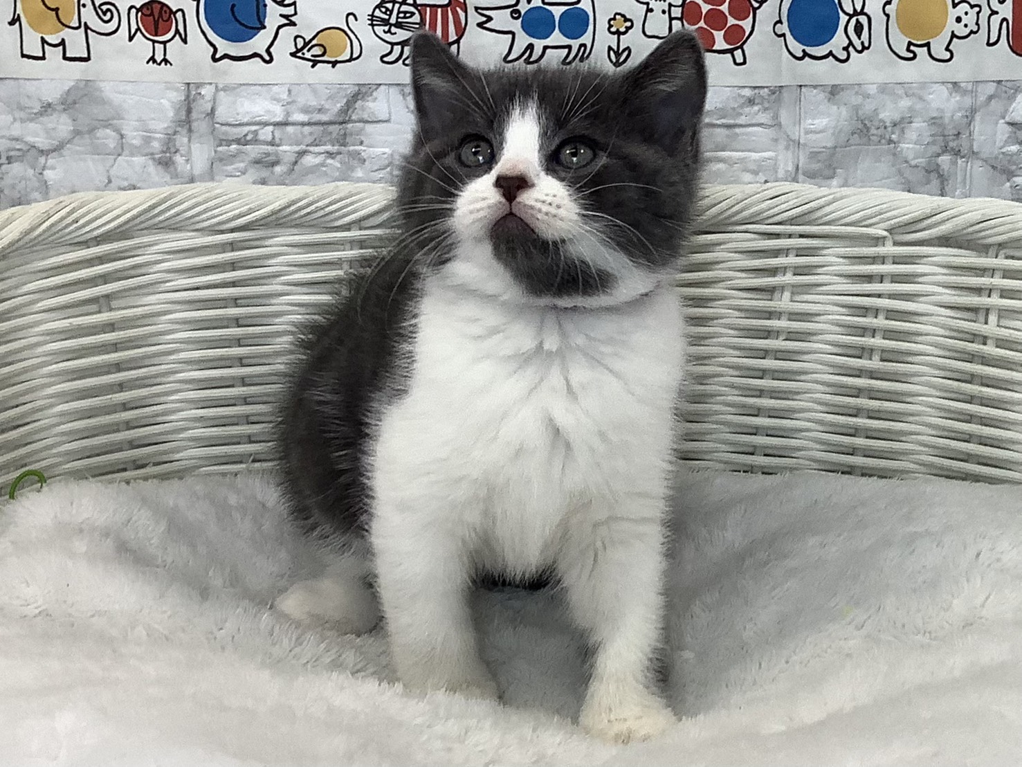 千葉県のスコティッシュフォールド (マルエスペット千鳥町店/2025年9月17日生まれ/男の子/ブルーホワイト)の子猫の1枚目の画像