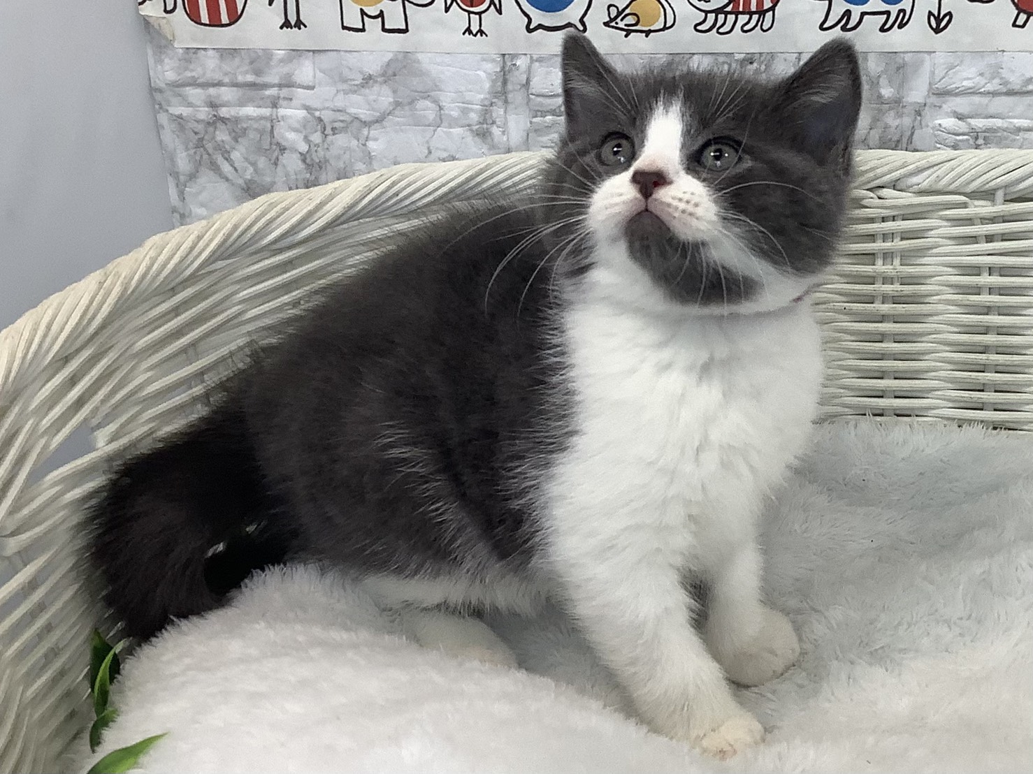 千葉県のスコティッシュフォールド (マルエスペット千鳥町店/2025年9月17日生まれ/男の子/ブルーホワイト)の子猫の2枚目の画像