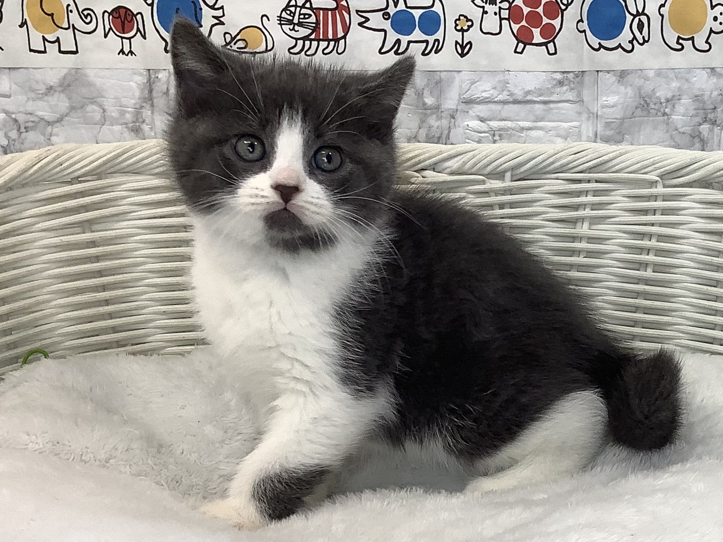 千葉県のスコティッシュフォールド (マルエスペット千鳥町店/2025年9月17日生まれ/男の子/ブルーホワイト)の子猫の3枚目の画像