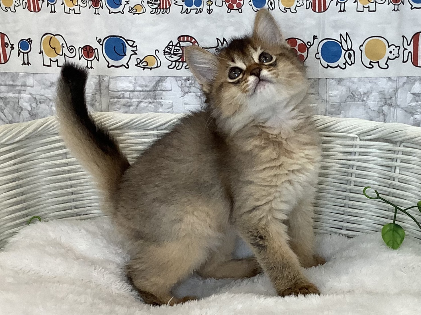 愛知県のソマリ (ペッツワン岡崎美合店/2025年9月16日生まれ/女の子/ルディ)の子猫の2枚目の画像