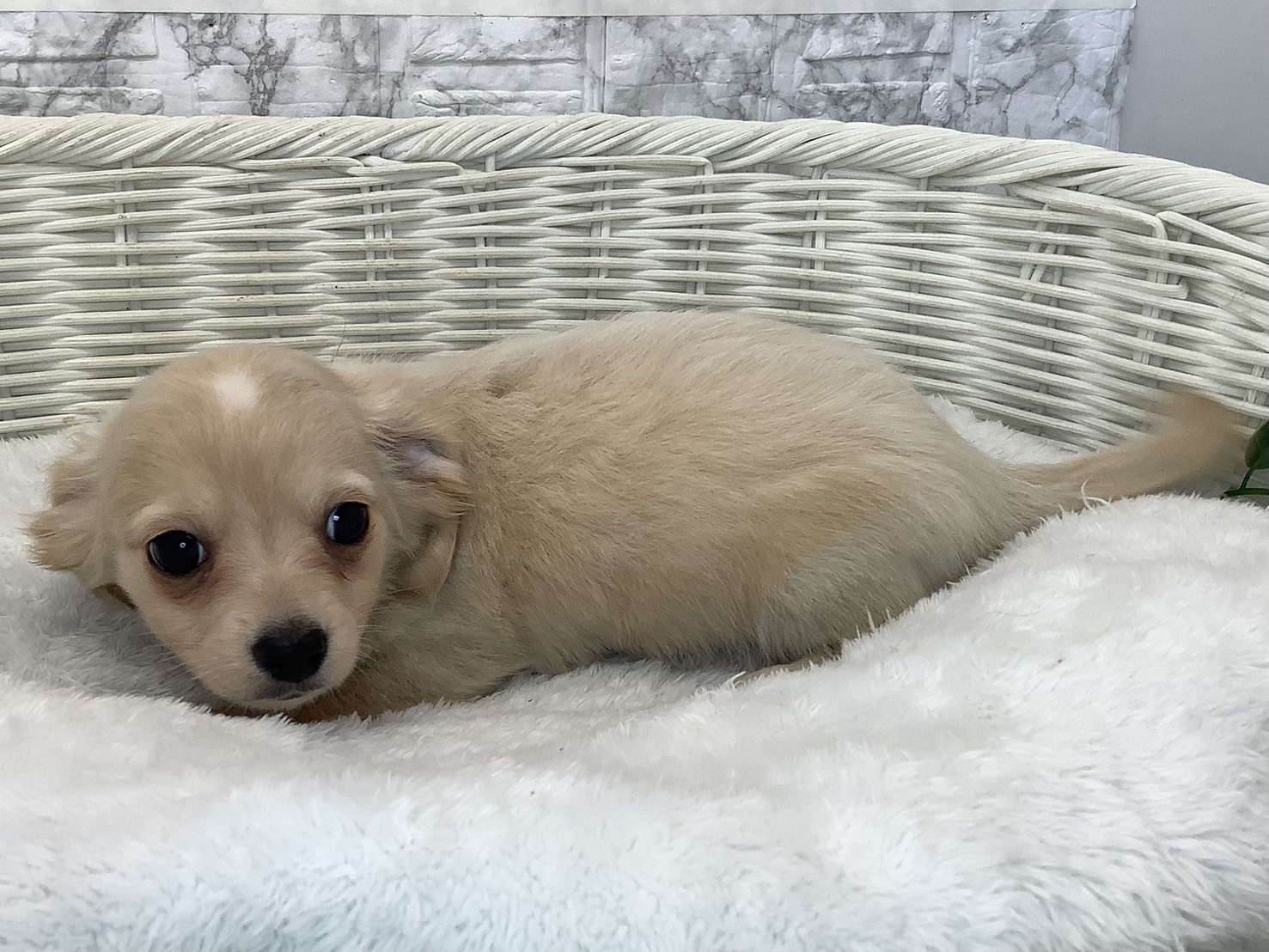 愛知県のチワックス(チワワ×ダックス) (ペッツワン稲沢ハーモニーランド店/2025年9月12日生まれ/男の子/クリームホワイト)の子犬の3枚目の画像