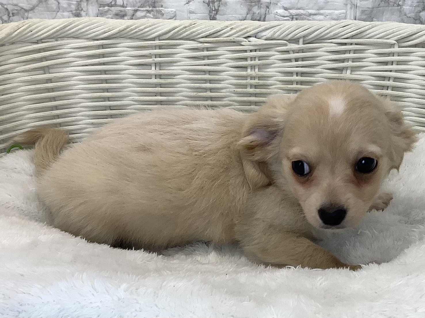 愛知県のチワックス(チワワ×ダックス) (ペッツワン稲沢ハーモニーランド店/2025年9月12日生まれ/男の子/クリームホワイト)の子犬の2枚目の画像