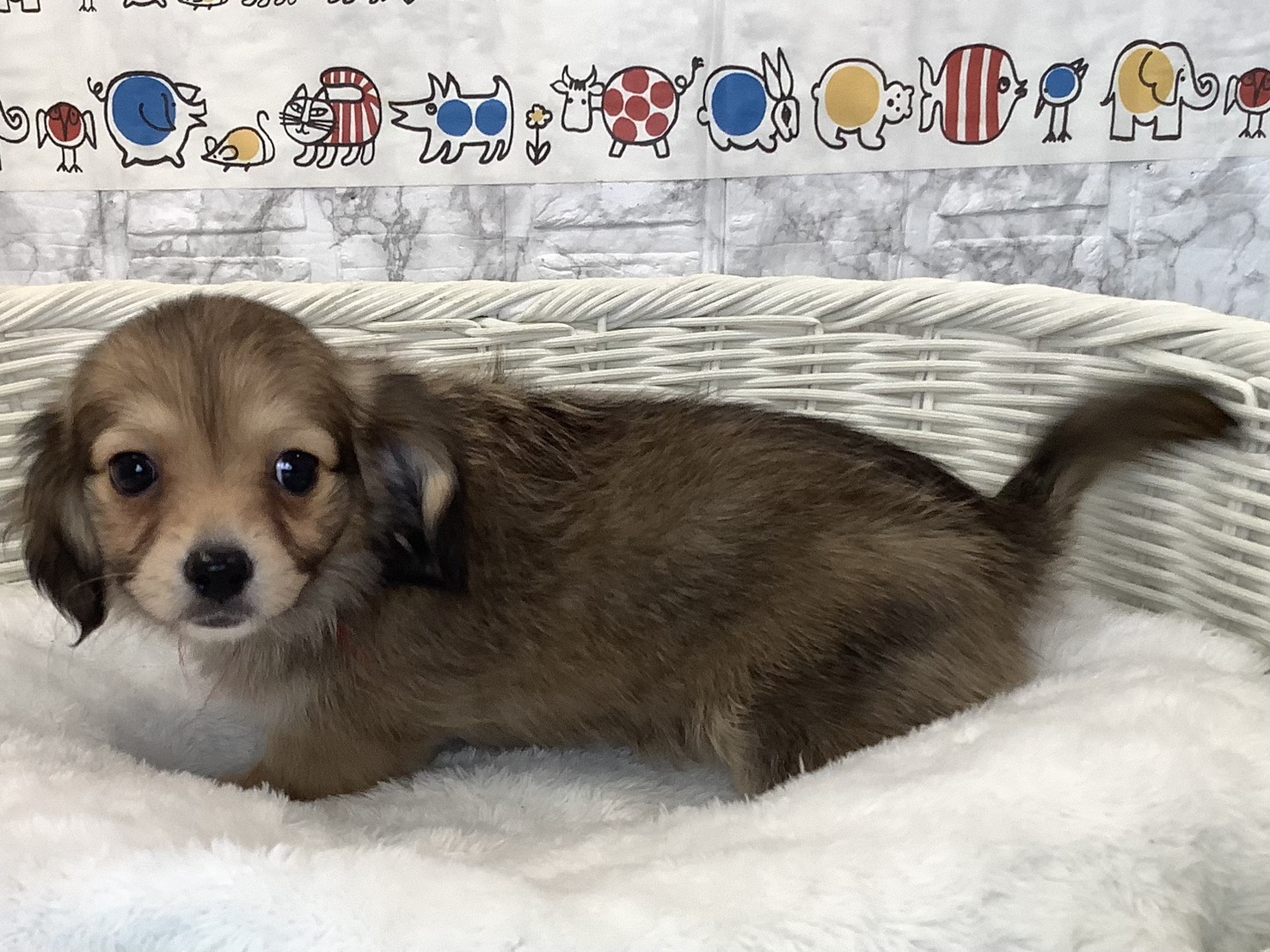 愛知県のチワックス(チワワ×ダックス) (ペッツワン稲沢ハーモニーランド店/2025年9月12日生まれ/女の子/フォーン)の子犬の3枚目の画像