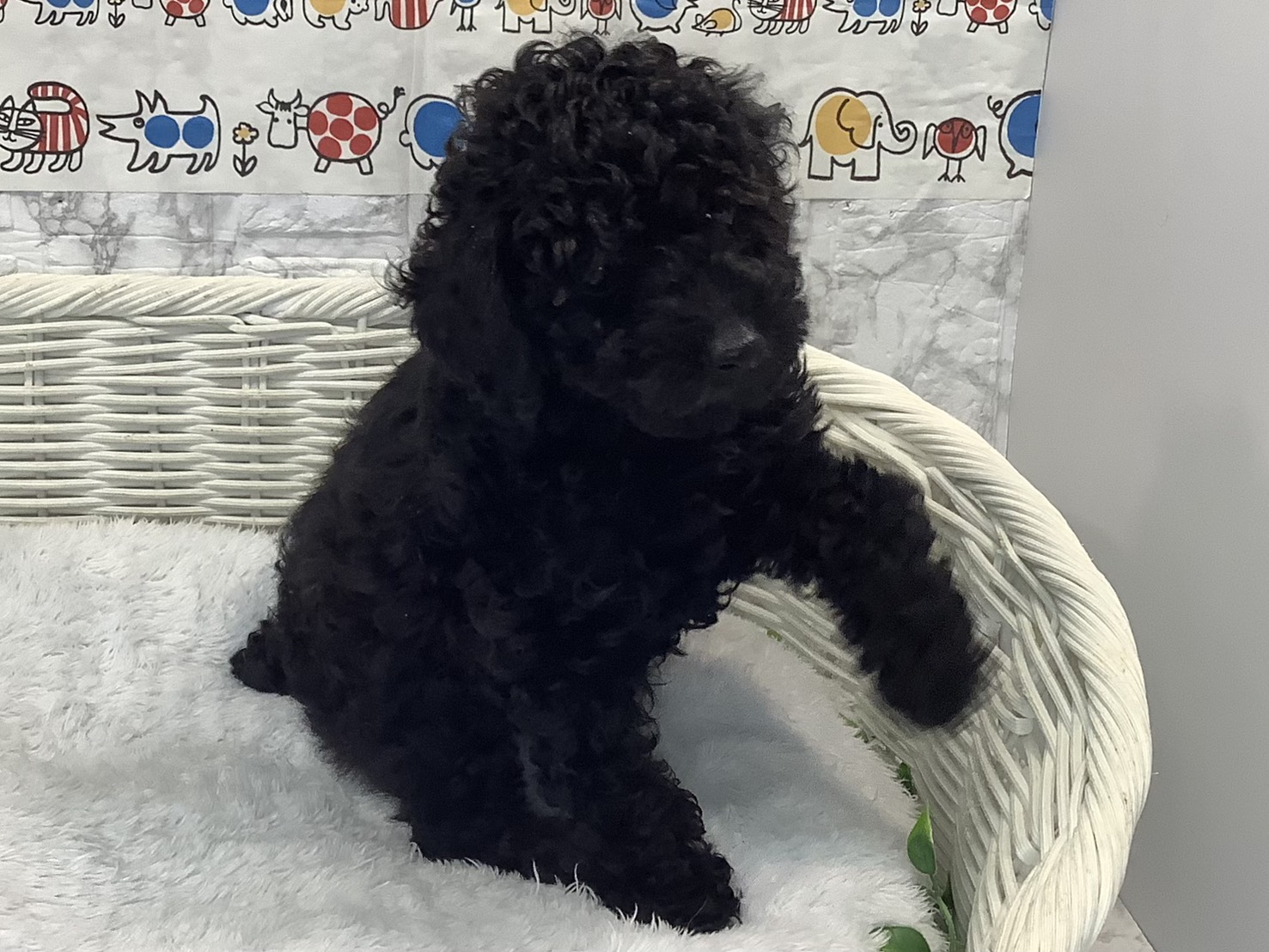 愛知県のトイプードル(トイ) (ペッツワン岡崎美合店/2025年9月18日生まれ/男の子/ブラック)の子犬の2枚目の画像
