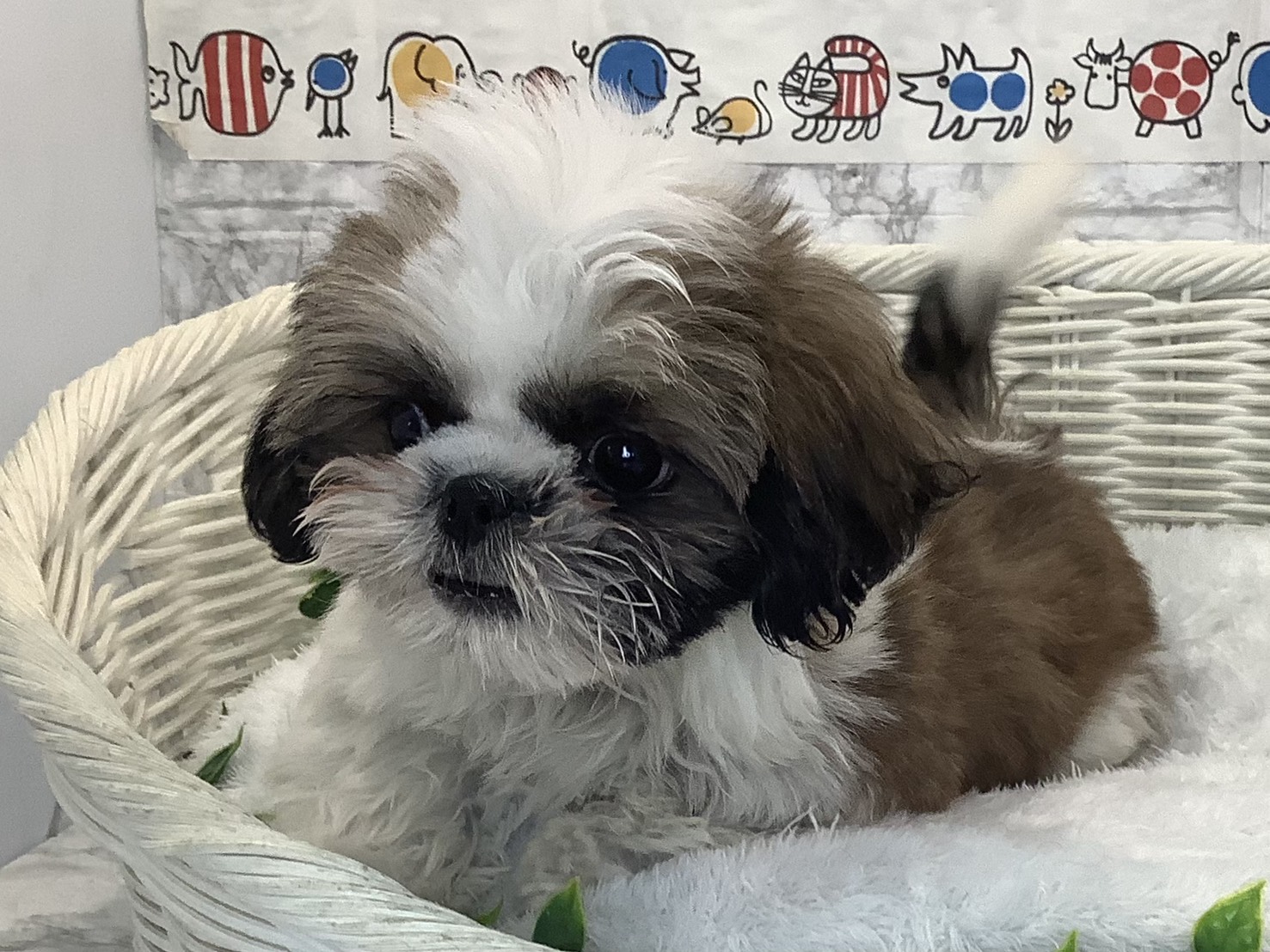 愛知県のシーズー (ペッツワン岡崎美合店/2025年9月2日生まれ/男の子/ホワイトゴールド)の子犬の1枚目の画像