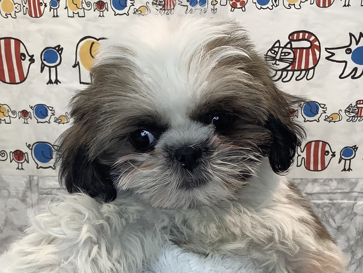 愛知県のシーズー (ペッツワン岡崎美合店/2025年9月2日生まれ/男の子/ホワイトゴールド)の子犬の2枚目の画像