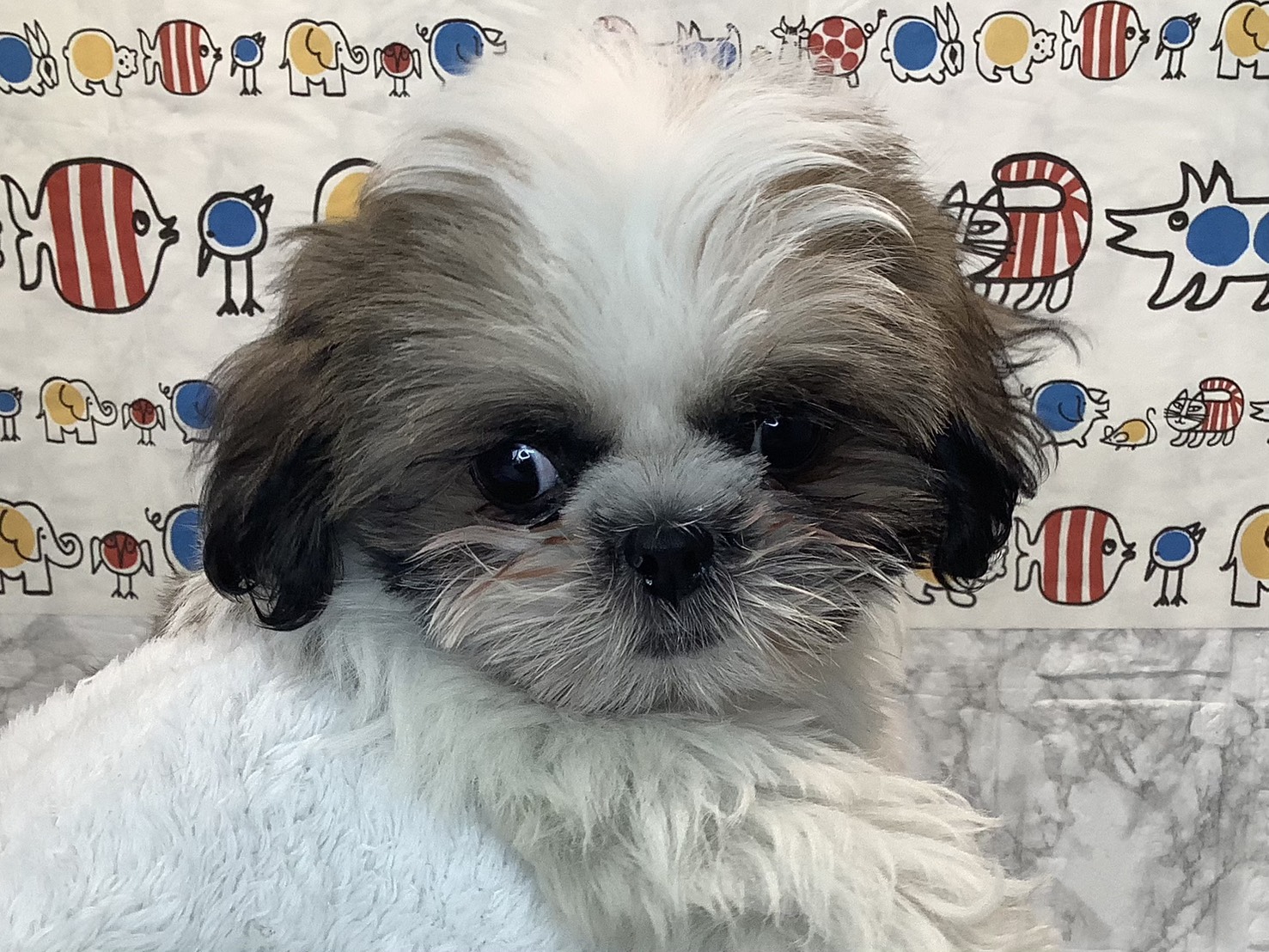 愛知県のシーズー (ペッツワン岡崎美合店/2025年9月2日生まれ/男の子/ホワイトゴールド)の子犬の3枚目の画像