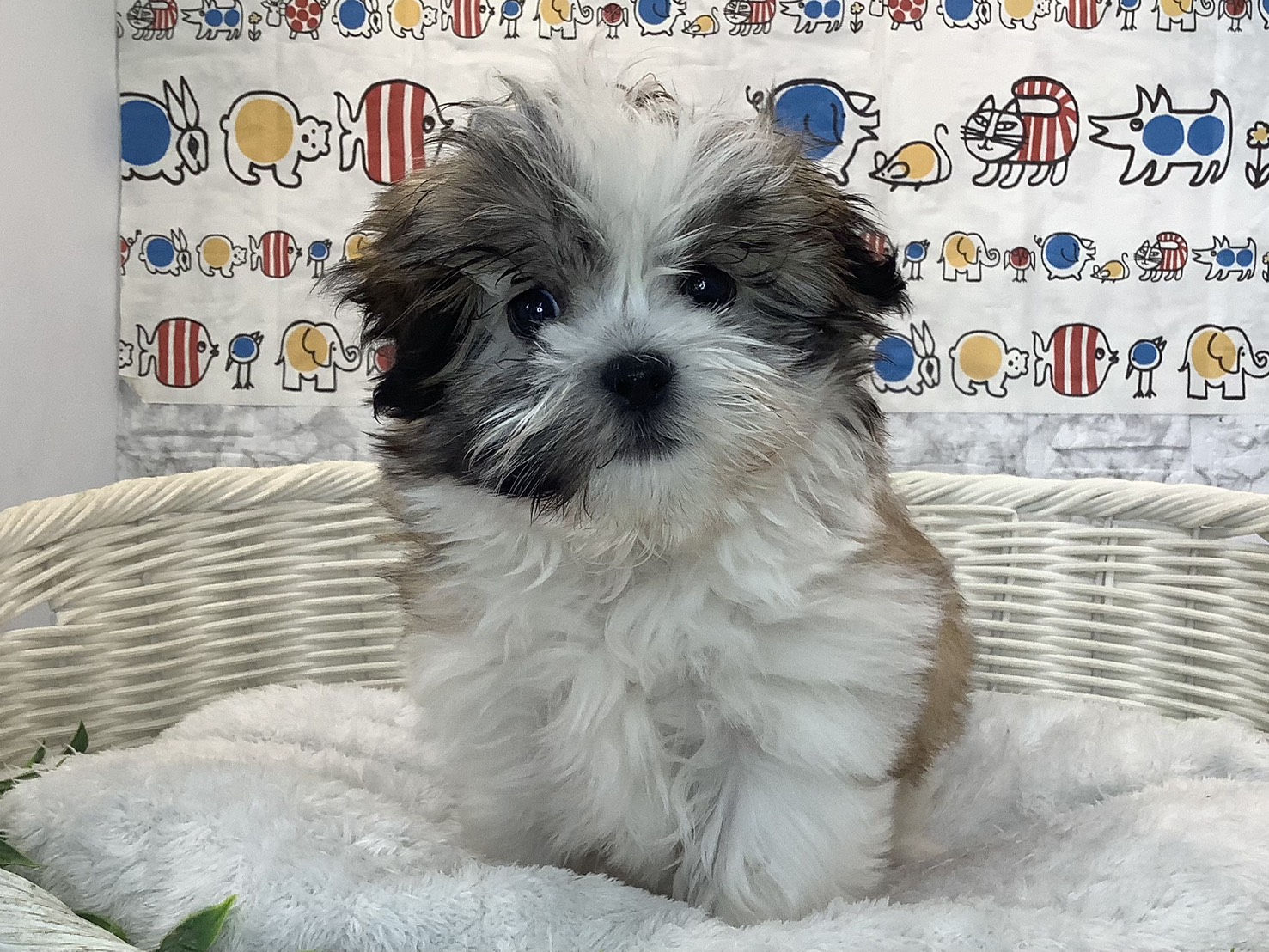 広島県のマルズー/マルシーズ(マルチーズ×シーズー) (マルエスペット広島段原ショッピングセンター店/2025年9月20日生まれ/男の子/ゴールドホワイト)の子犬の1枚目の画像