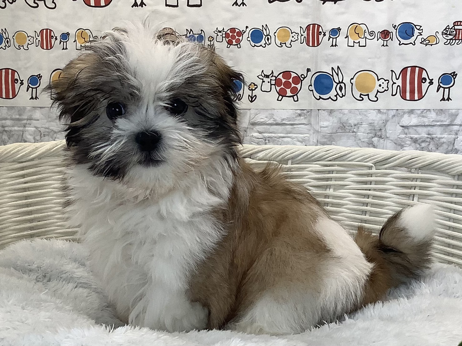 広島県のマルズー/マルシーズ(マルチーズ×シーズー) (マルエスペット広島段原ショッピングセンター店/2025年9月20日生まれ/男の子/ゴールドホワイト)の子犬の3枚目の画像