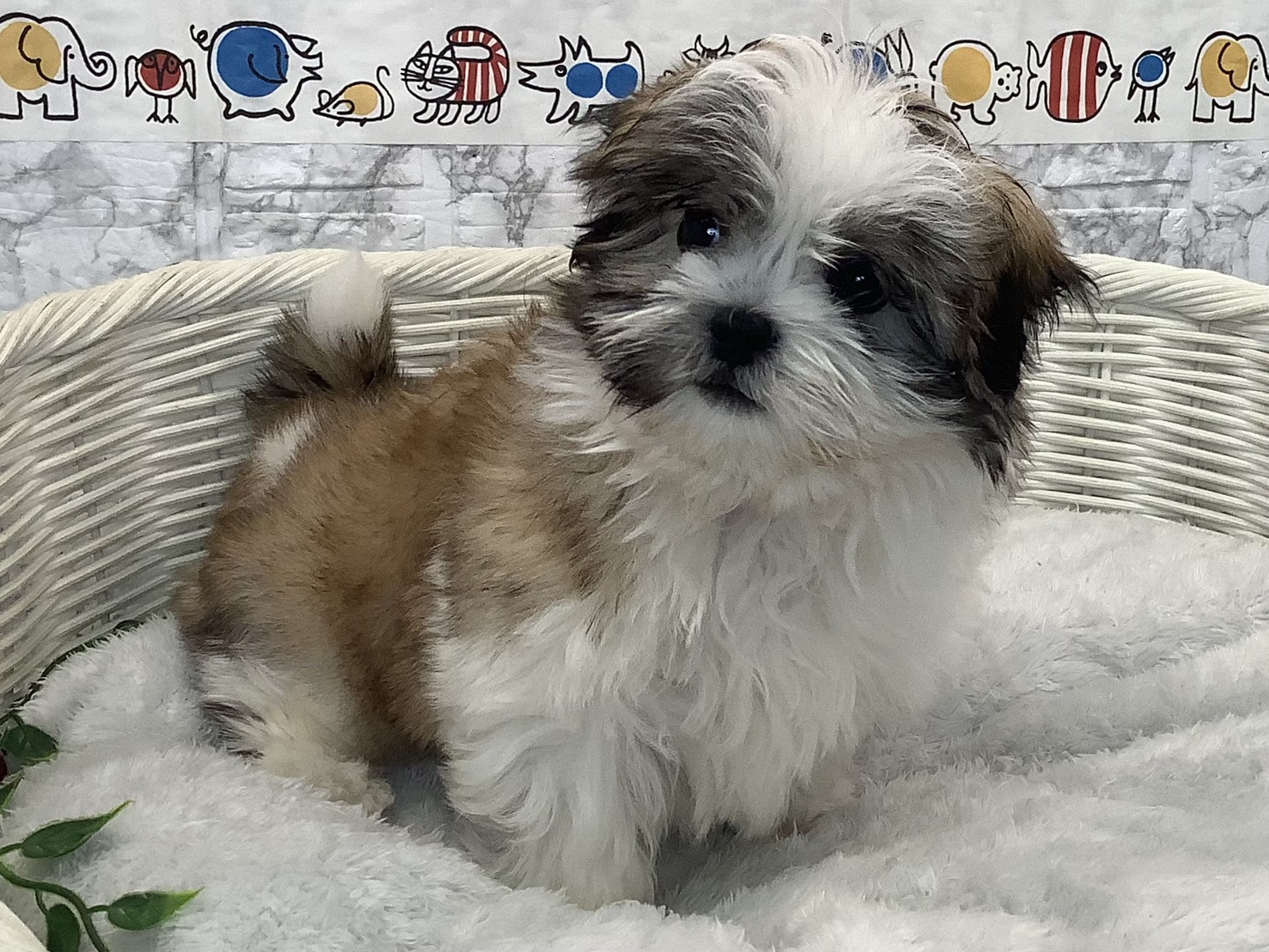 広島県のマルズー/マルシーズ(マルチーズ×シーズー) (マルエスペット広島段原ショッピングセンター店/2025年9月20日生まれ/男の子/ゴールドホワイト)の子犬の2枚目の画像