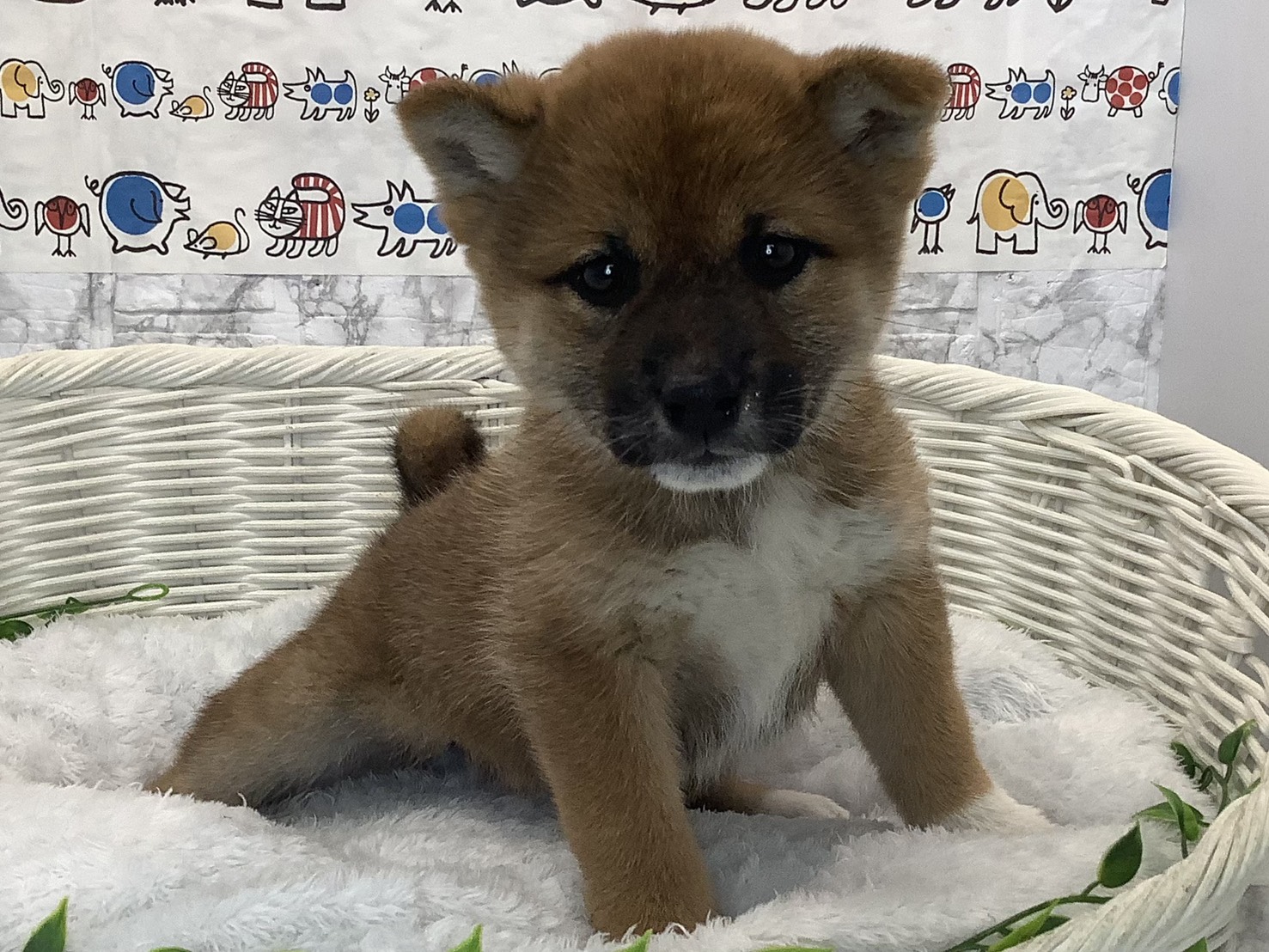 奈良県の柴犬(標準サイズ) (マルエスペット 奈良店/2025年9月22日生まれ/女の子/赤)の子犬の2枚目の画像