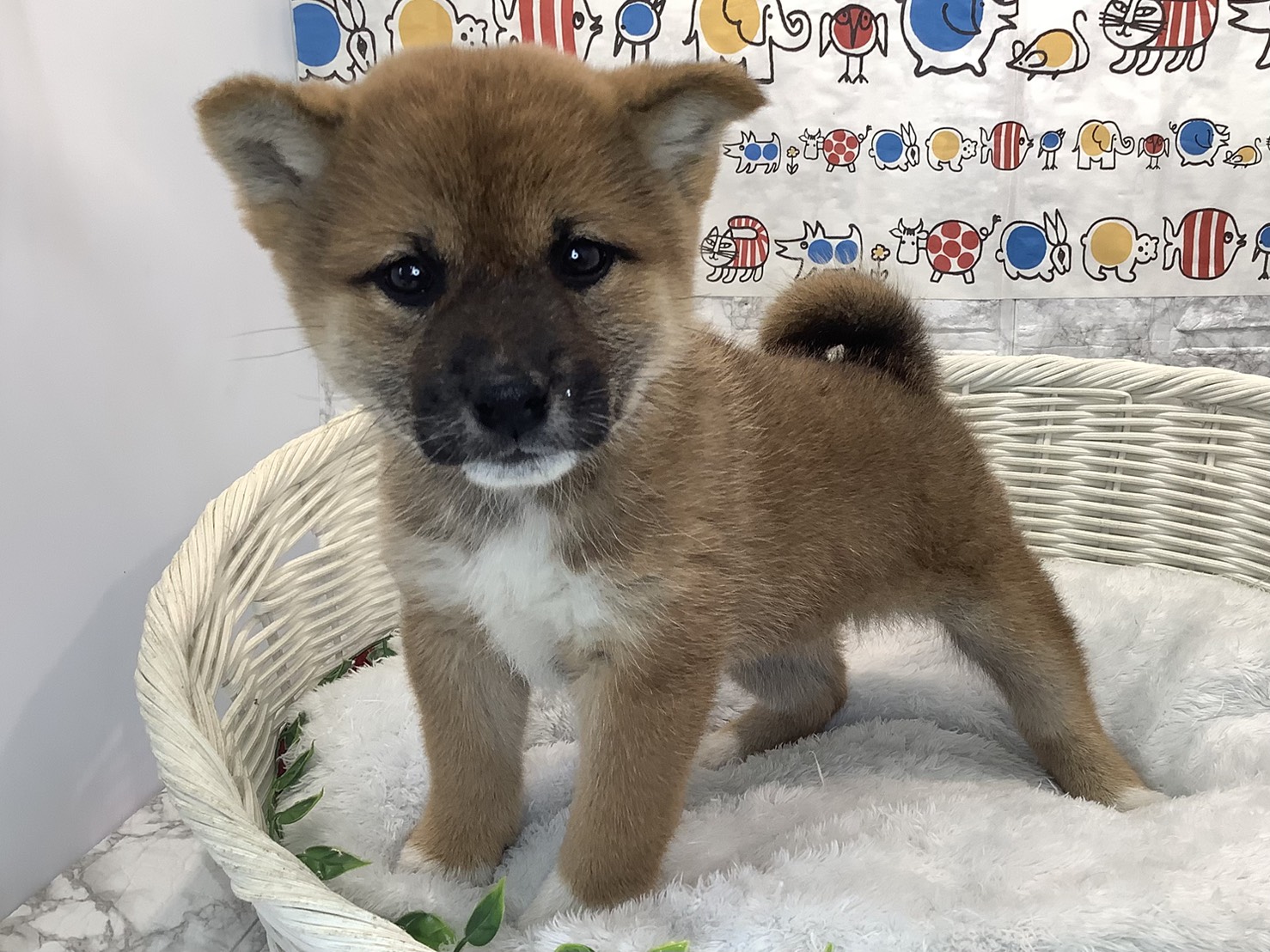 奈良県の柴犬(標準サイズ) (マルエスペット 奈良店/2025年9月22日生まれ/女の子/赤)の子犬の3枚目の画像