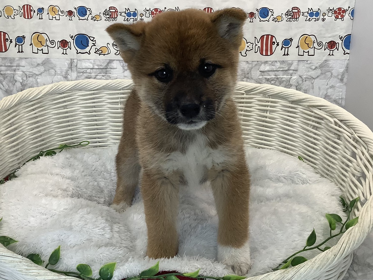 奈良県の柴犬(標準サイズ) (マルエスペット 奈良店/2025年9月22日生まれ/女の子/赤)の子犬の1枚目の画像