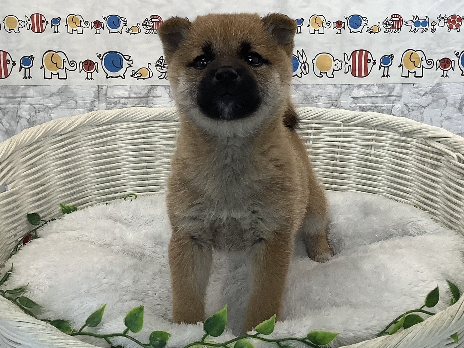 奈良県の柴犬(標準サイズ) (マルエスペット はんな店/2025年9月22日生まれ/女の子/赤)の子犬の1枚目の画像