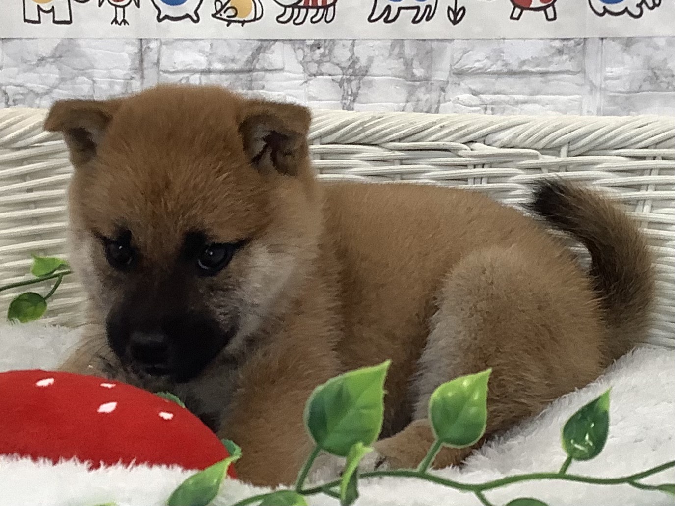 奈良県の柴犬(標準サイズ) (マルエスペット はんな店/2025年9月22日生まれ/女の子/赤)の子犬の3枚目の画像