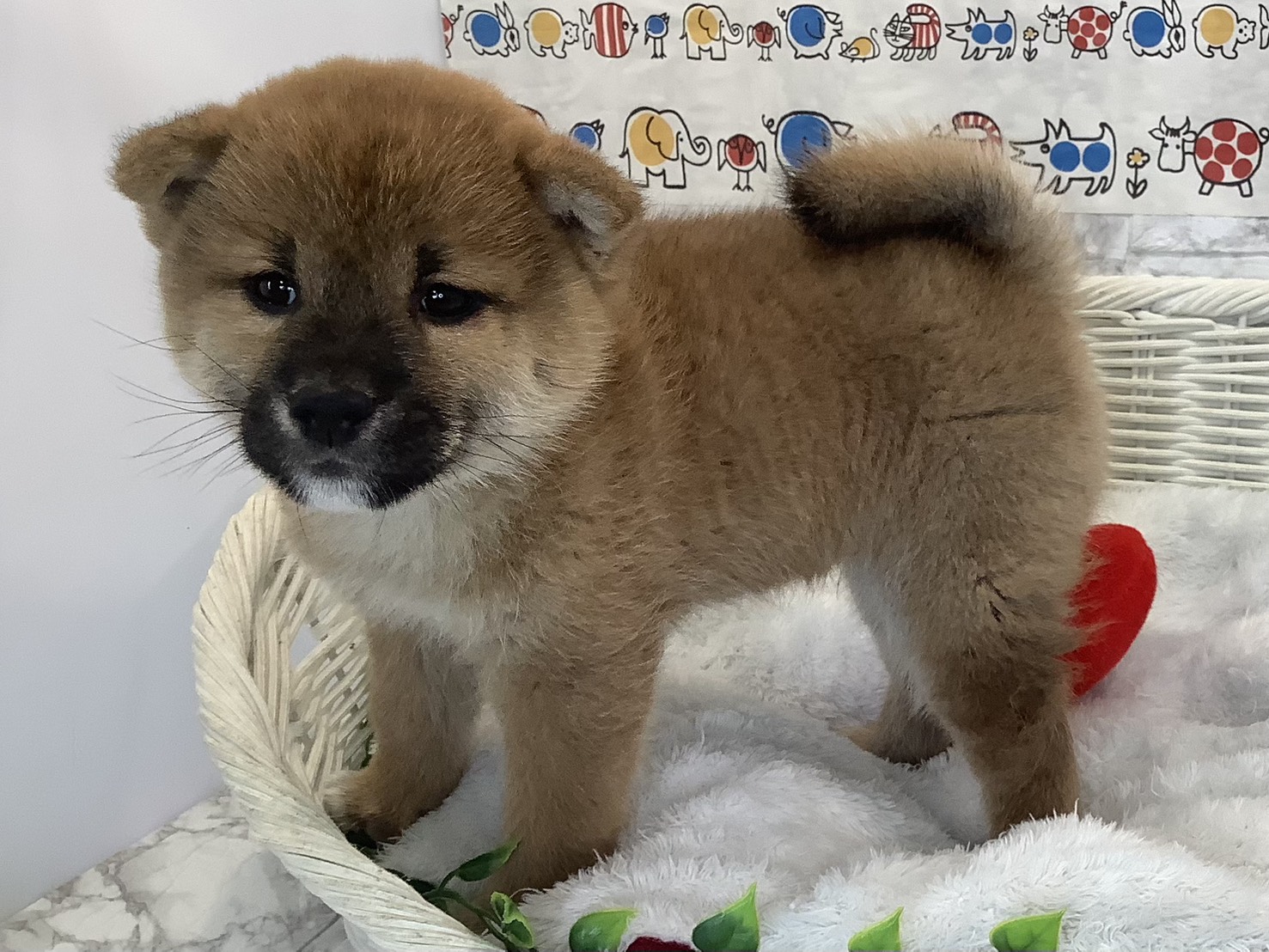 奈良県の柴犬(標準サイズ) (マルエスペット いかるが店/2025年9月22日生まれ/男の子/赤)の子犬の3枚目の画像