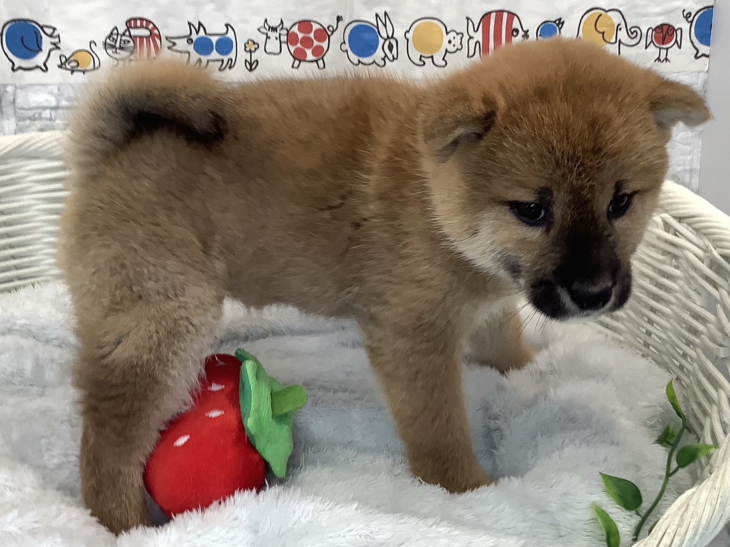 奈良県の柴犬(標準サイズ) (マルエスペット いかるが店/2025年9月22日生まれ/男の子/赤)の子犬の2枚目の画像