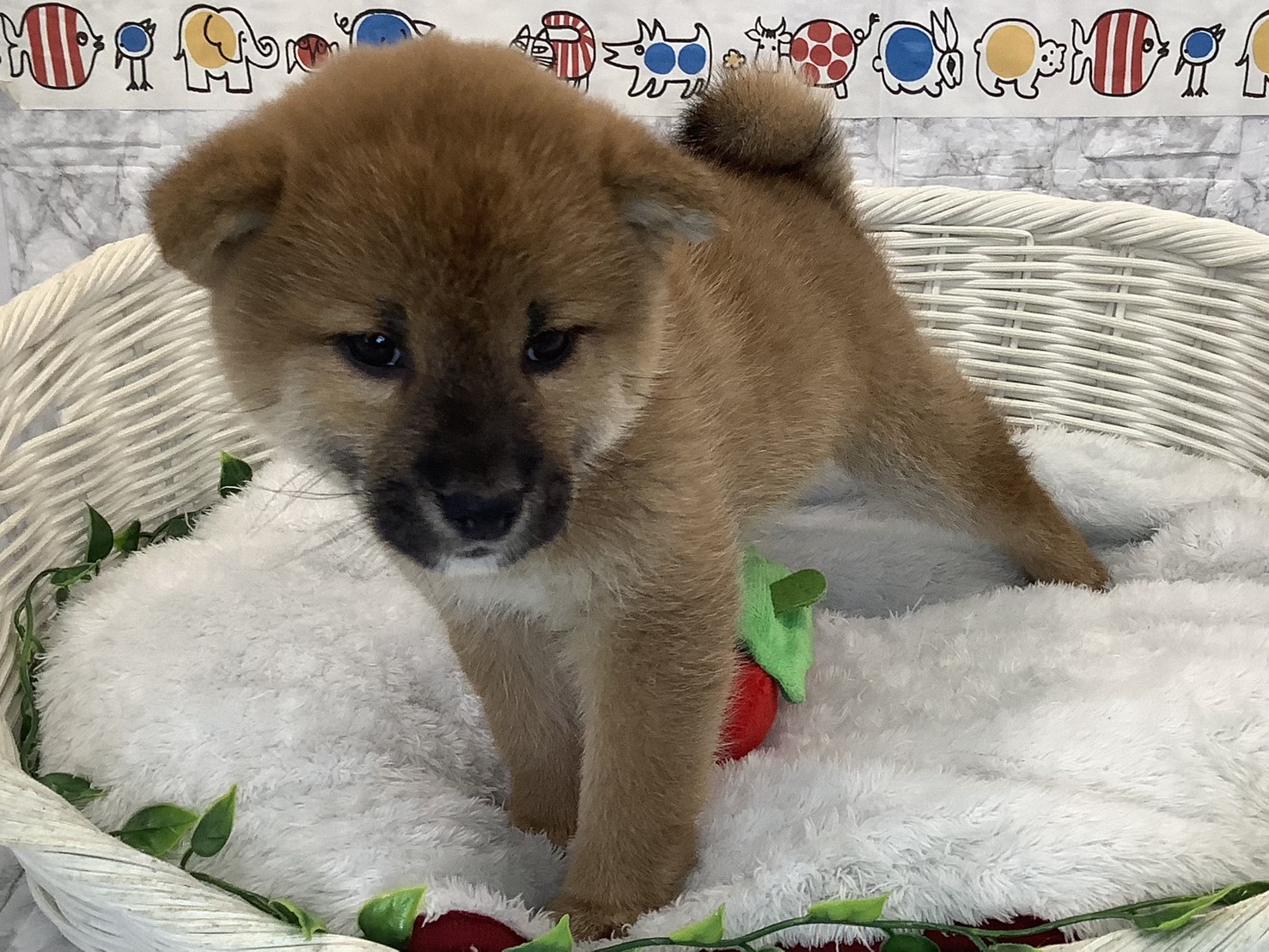 奈良県の柴犬(標準サイズ) (マルエスペット いかるが店/2025年9月22日生まれ/男の子/赤)の子犬の1枚目の画像