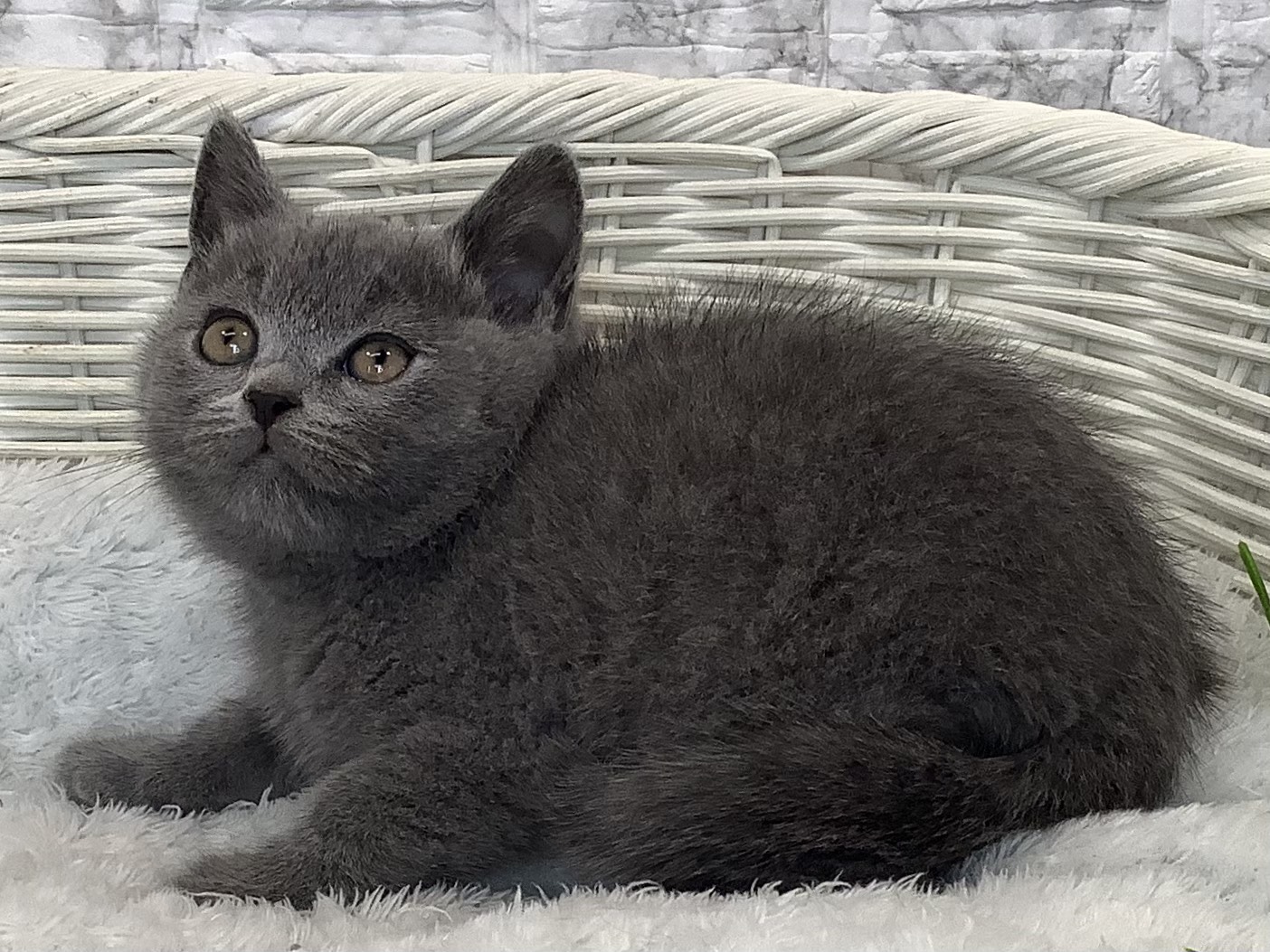 奈良県のブリティッシュショートヘアー (マルエスペット はんな店/2025年9月18日生まれ/男の子/ブルー)の子猫の3枚目の画像