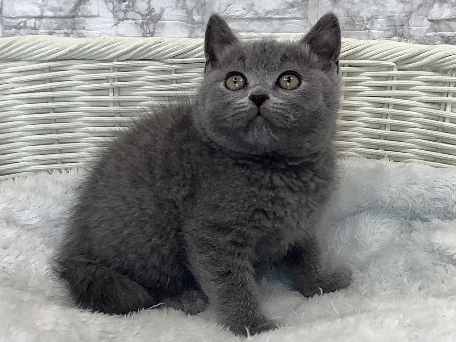 奈良県のブリティッシュショートヘアー (マルエスペット はんな店/2025年9月18日生まれ/男の子/ブルー)の子猫の2枚目の画像