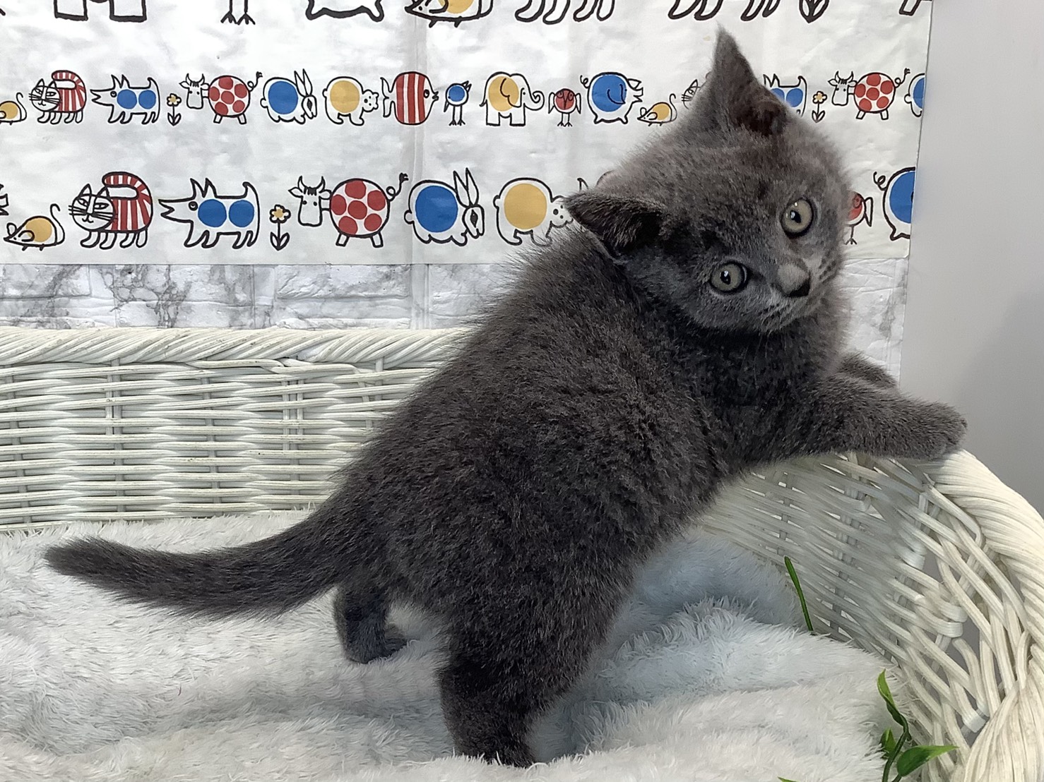 静岡県のブリティッシュショートヘアー (マルエスペットホームアシスト店/2025年9月18日生まれ/男の子/ブルー)の子猫の2枚目の画像
