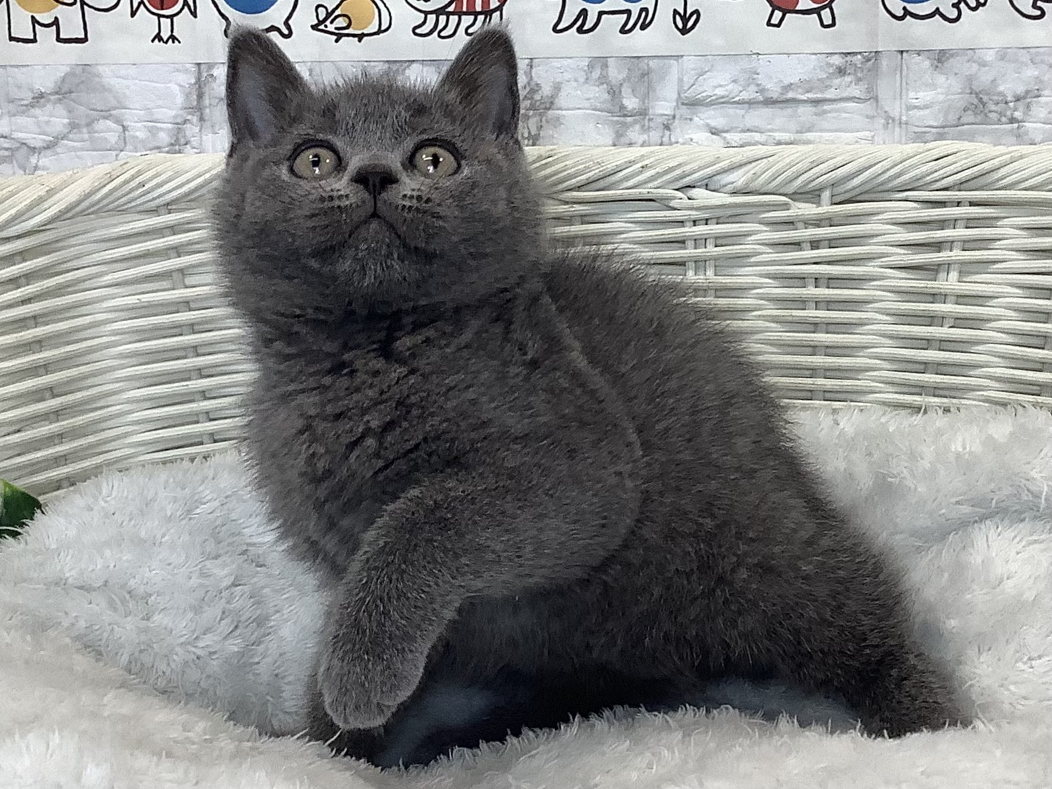 静岡県のブリティッシュショートヘアー (マルエスペットホームアシスト店/2025年9月18日生まれ/男の子/ブルー)の子猫の3枚目の画像