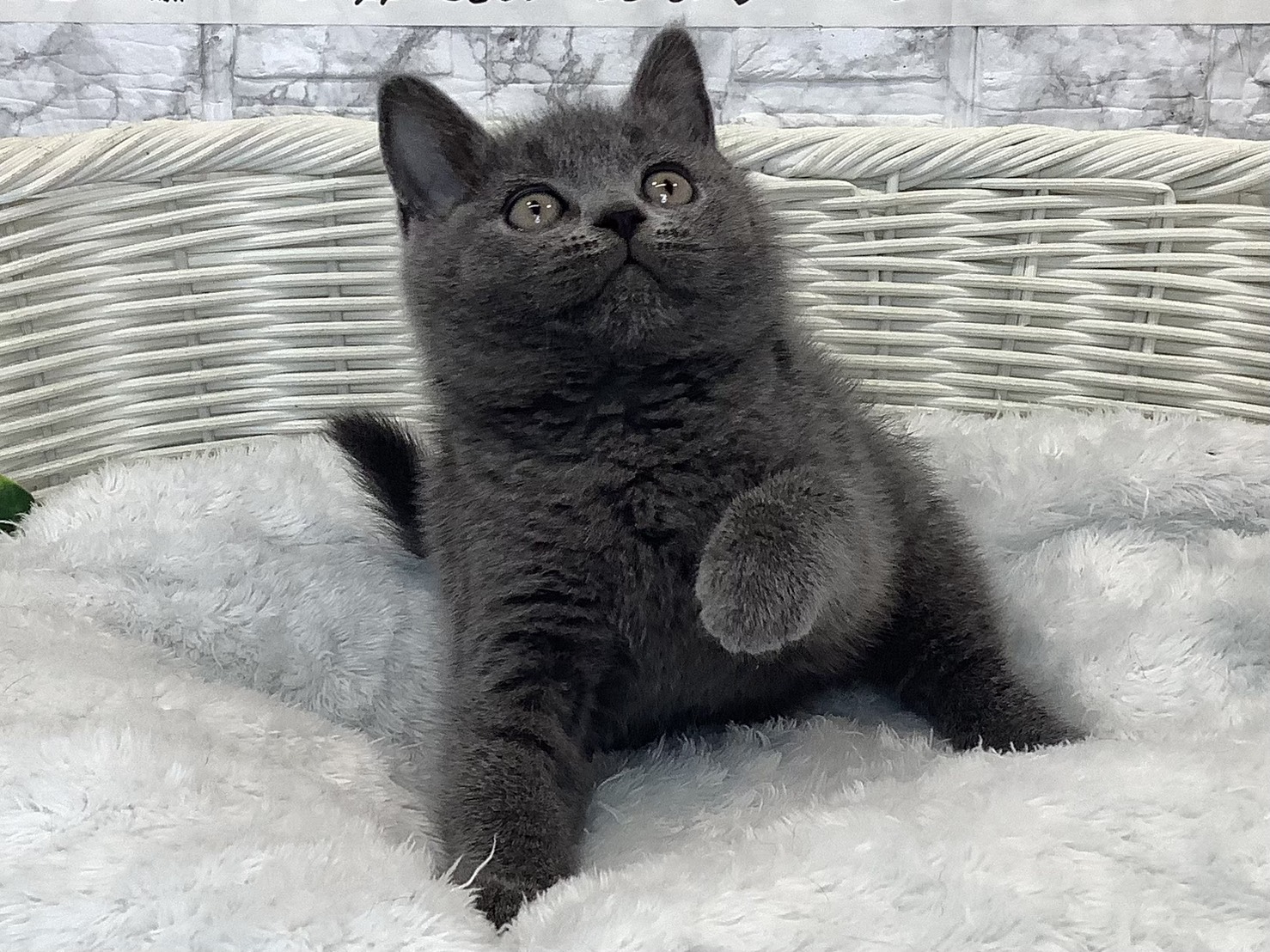 静岡県のブリティッシュショートヘアー (マルエスペットホームアシスト店/2025年9月18日生まれ/男の子/ブルー)の子猫の1枚目の画像