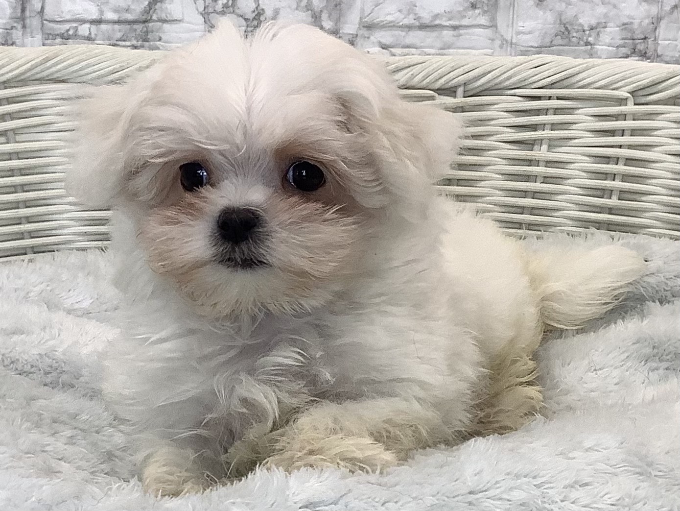 奈良県のハーフ (マルエスペット いかるが店/2025年9月18日生まれ/男の子/ホワイト)の子犬の1枚目の画像