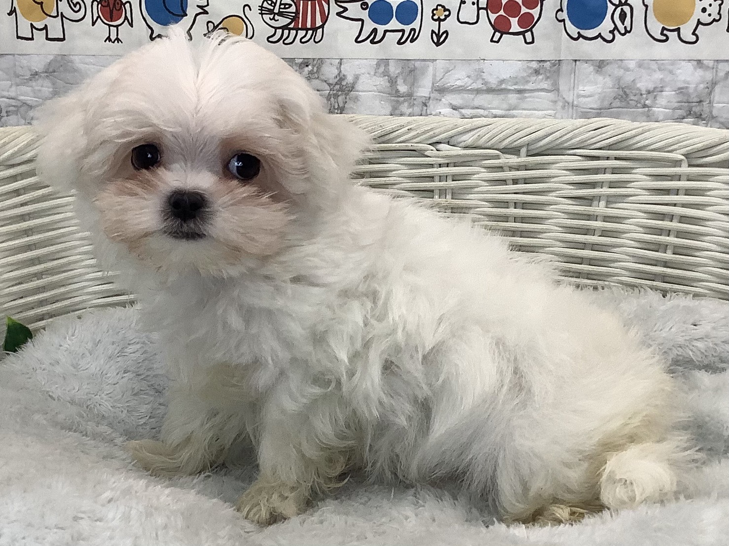 奈良県のハーフ (マルエスペット いかるが店/2025年9月18日生まれ/男の子/ホワイト)の子犬の3枚目の画像
